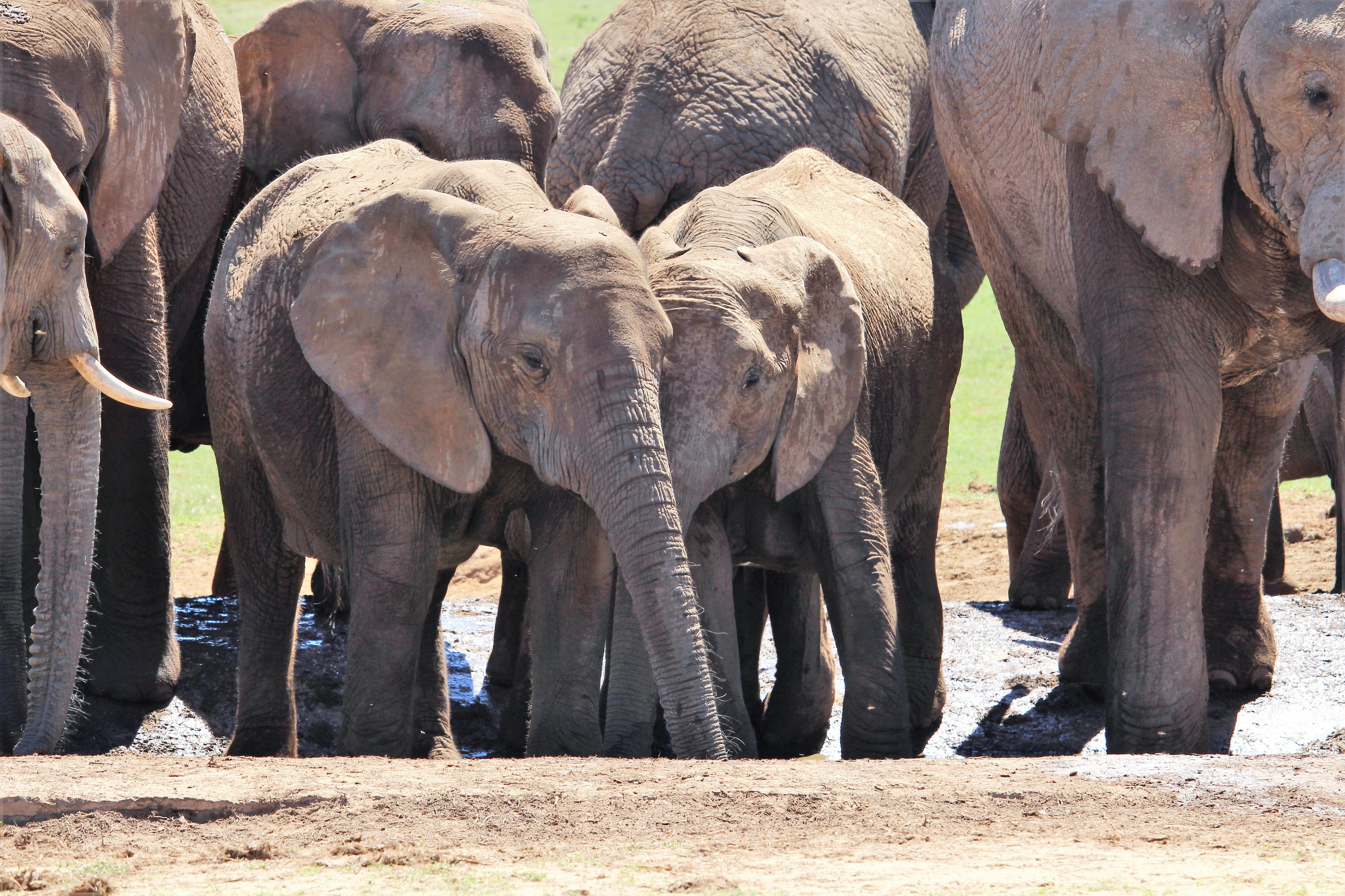 group of animals, 4K, pachyderm, sunlight, mammal, animal themes, africa, south africa, wildlife, animal wildlife, day, animal body part, animals in the wild, HD Wallpaper