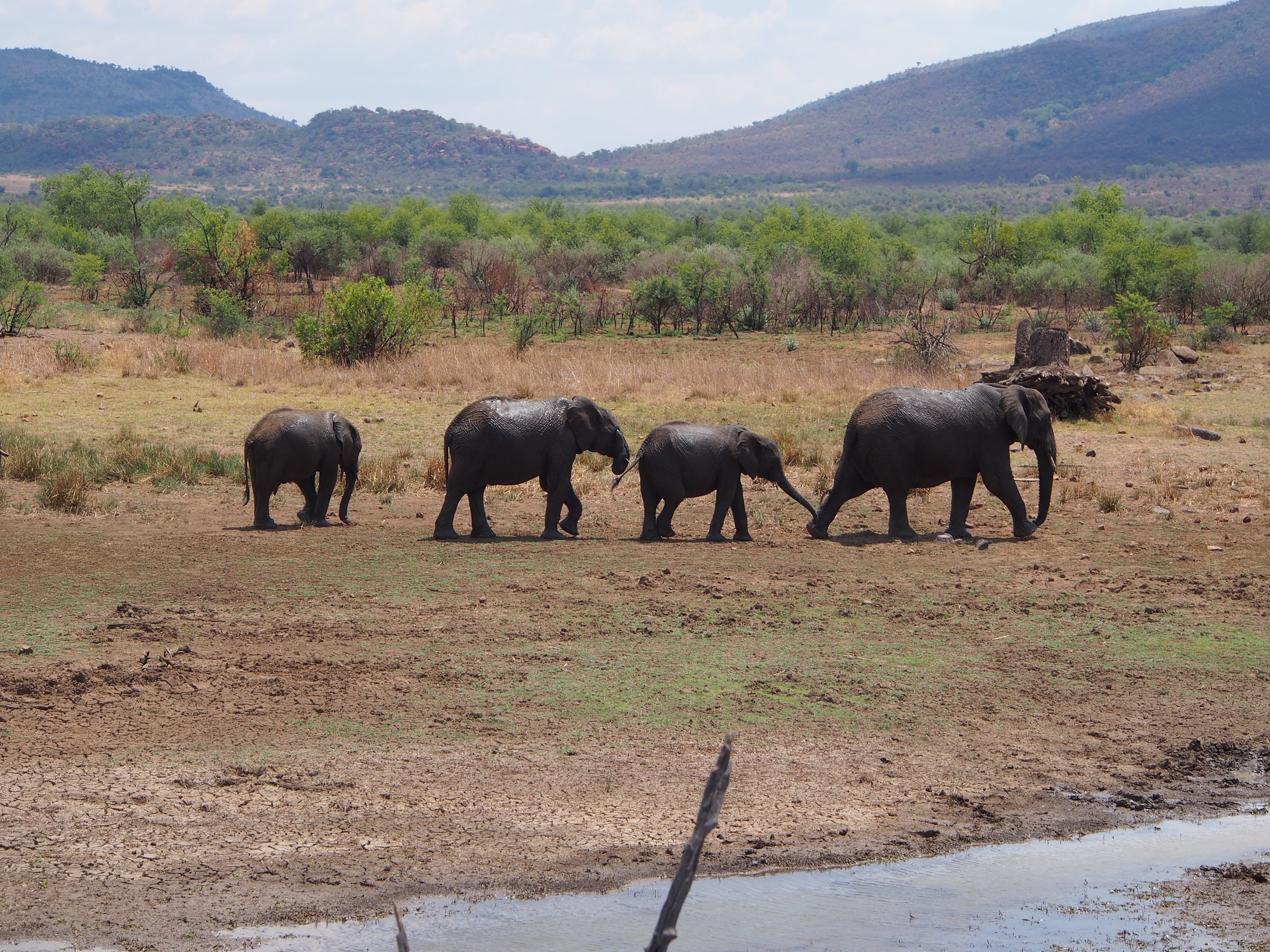 buffalo, animal themes, baby elephant, proboscidea, flock, animals in the wild, animal, 4K, animal wildlife, landscape, field, pachyderm, livestock, no people, HD Wallpaper
