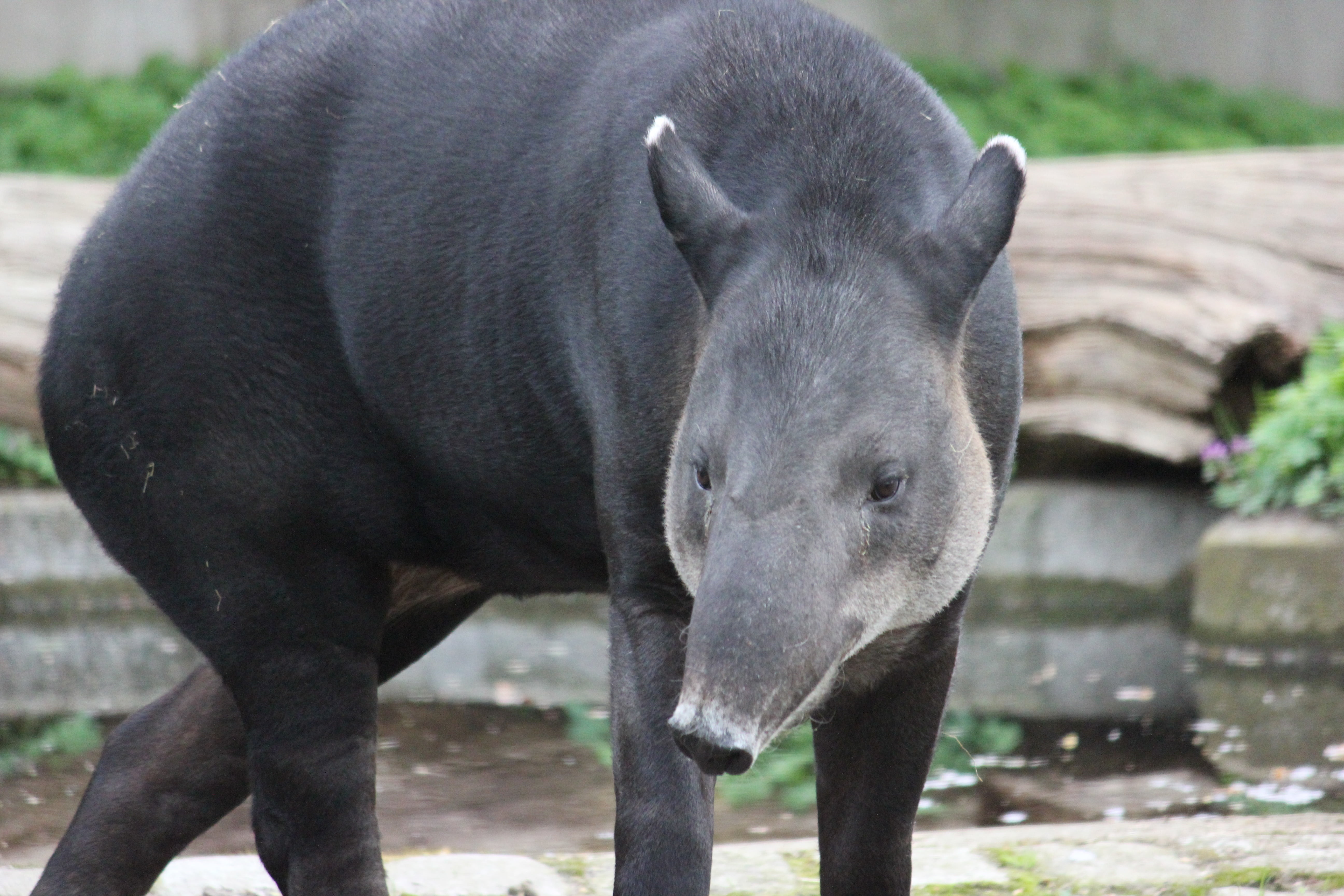 focus on foreground, domestic, looking at camera, tapir, animal, land, outdoors, nature, animal themes, vertebrate, one animal, animal wildlife, domestic animals, HD Wallpaper