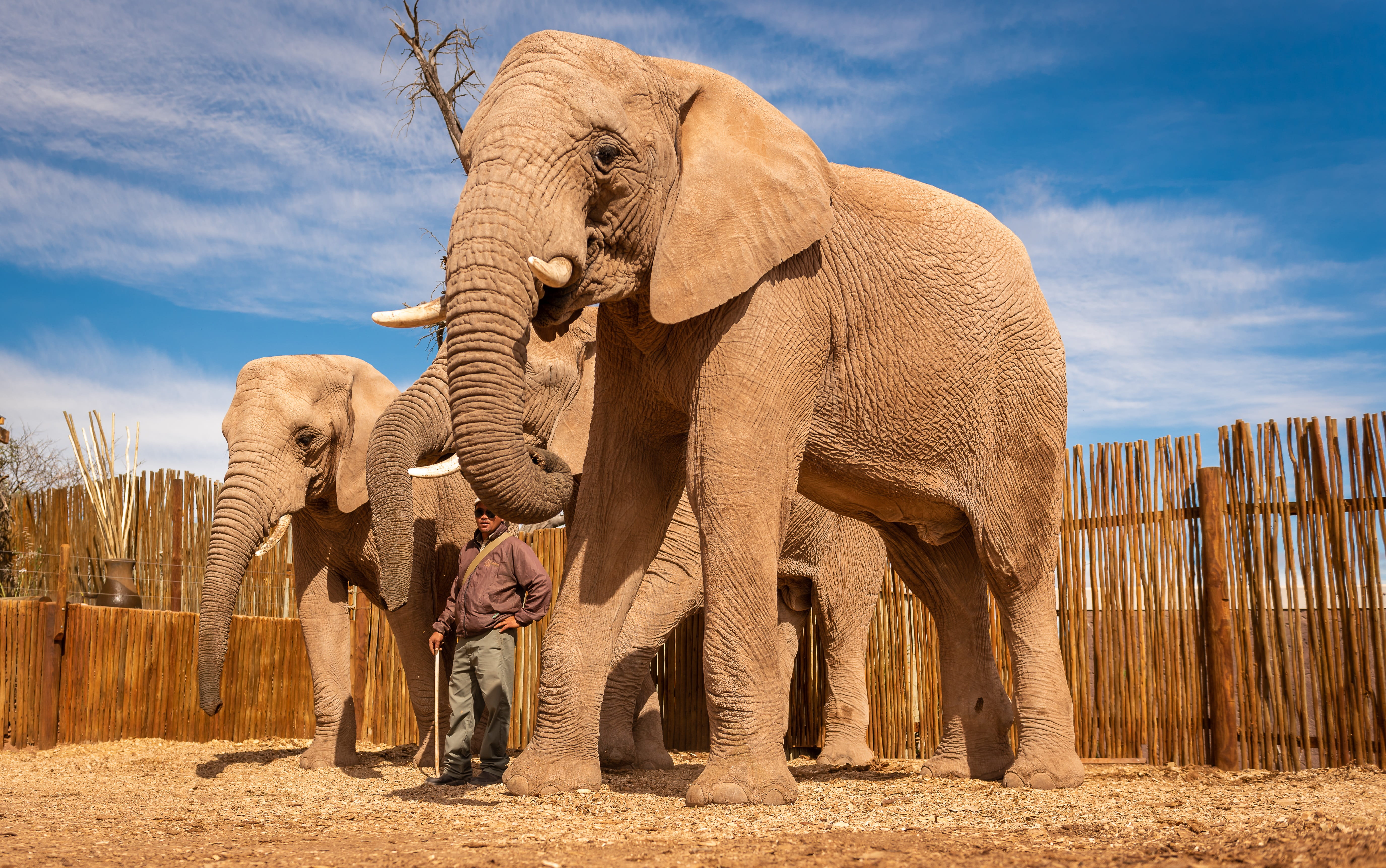 proboscidea, group of animals, flock, animal world, nature, tusks, togetherness, animal body part, animals in the wild, 5K, proboscis, day, african elephant, HD Wallpaper