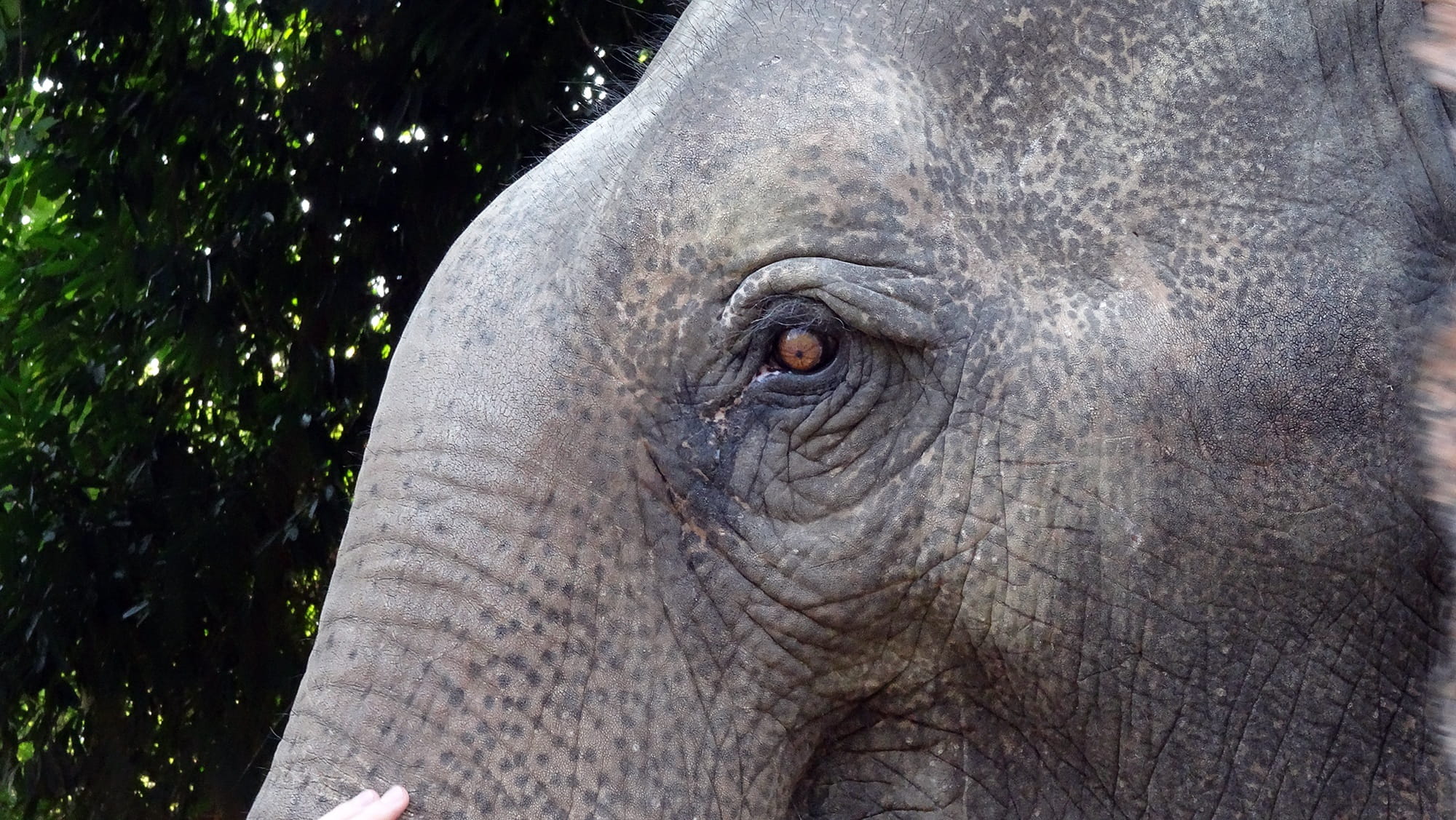 day, 1080P, animal body part, Elephant, outdoors, proboscidea, vertebrate, rhinoceros, profile view, animal skin, animal head, one animal, mammal, eye, HD Wallpaper