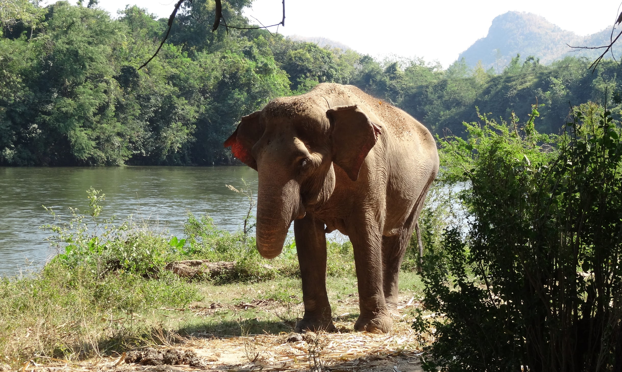 group of animals, animal Trunk, sunlight, mammal, National Park, indian elephant, water, africa, plant, 1080P, tree, one animal, animal wildlife, thailand, HD Wallpaper