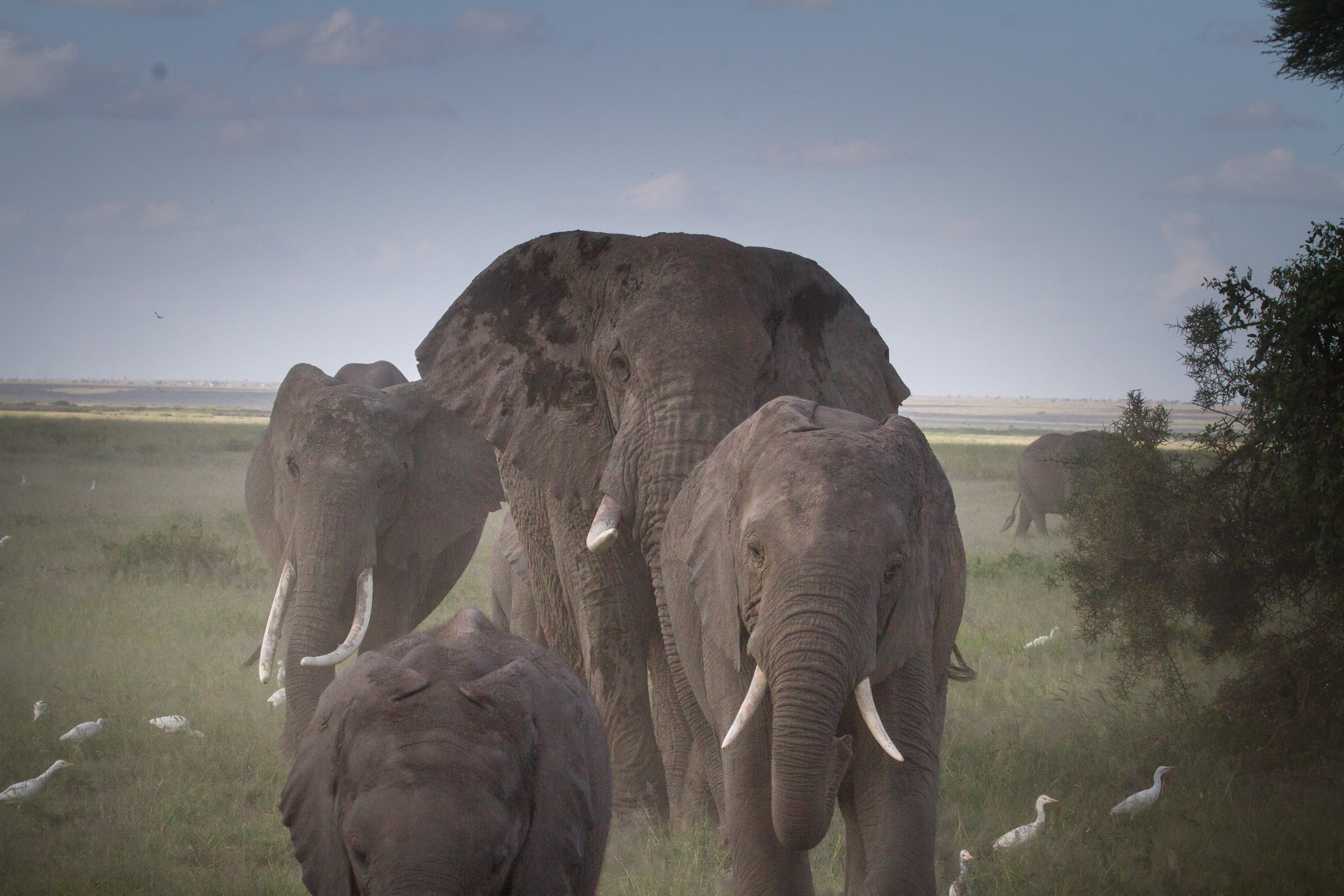 animal themes, nature park, outdoors, 5K, tusk, nature, holiday, african Elephant, day, kenya, herd, animal family, dust, standing, vertebrate, group of animals, HD Wallpaper