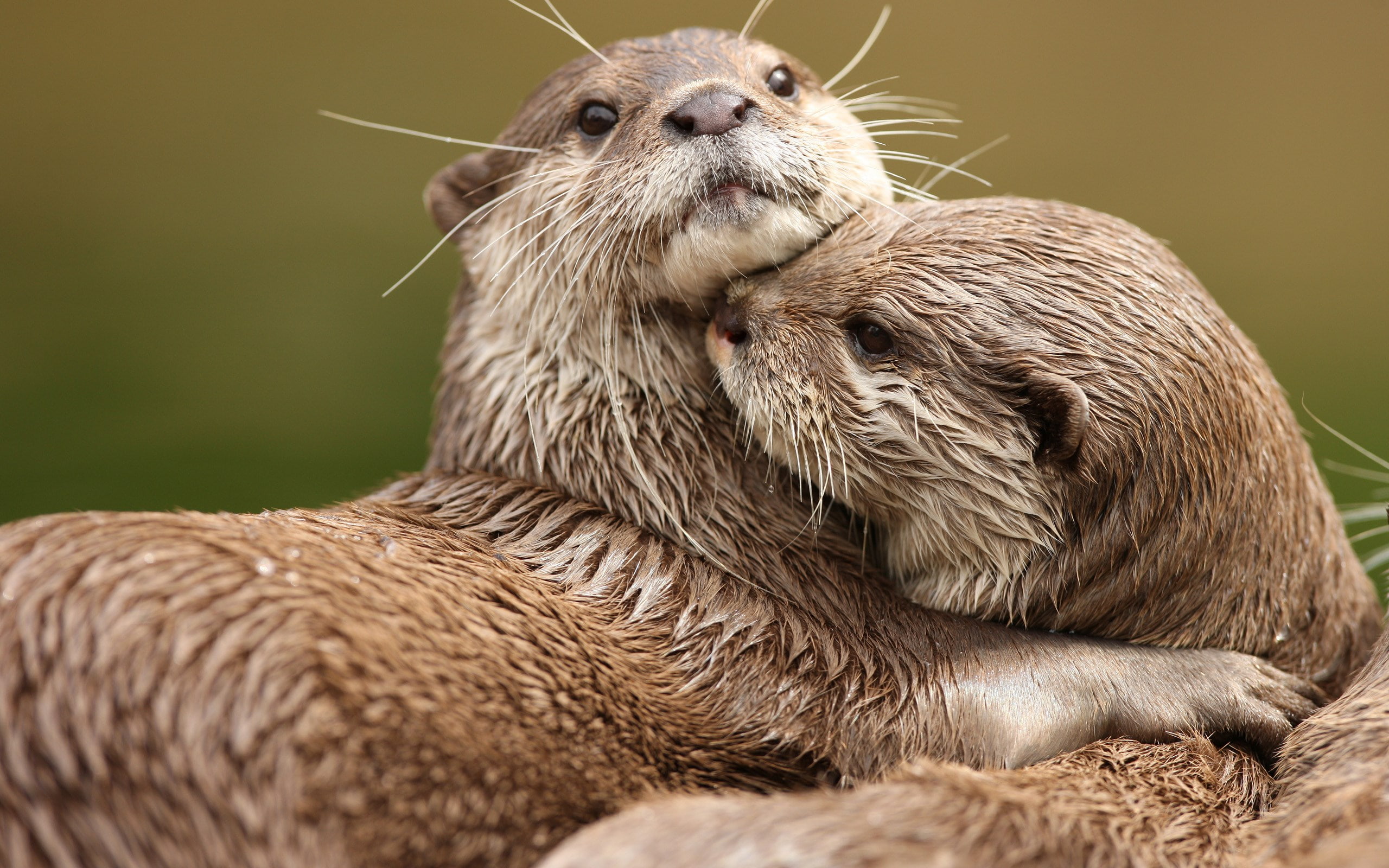 whisker, close-up, one animal, animal wildlife, outdoors, vertebrate, underwater, mammal, 2K, animals in the wild, looking, day, brown, nature, otter, HD Wallpaper