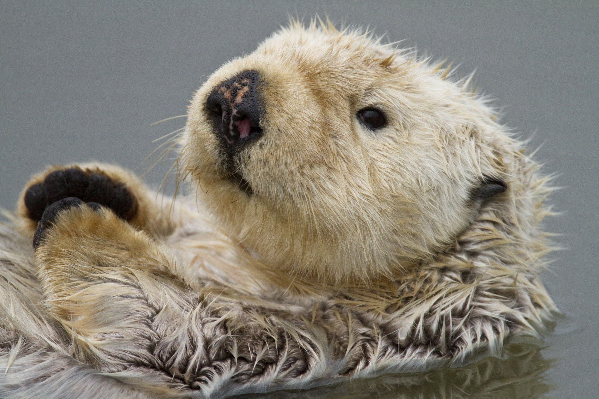 hd, 1080P, otter, brown, hedgehob, animals, HD Wallpaper