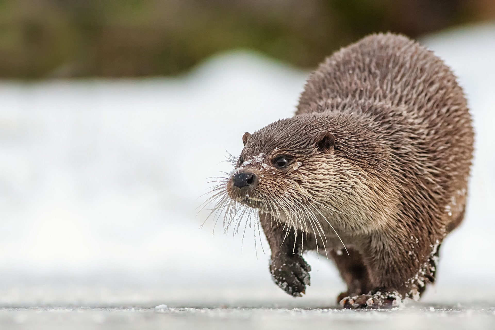 Animal, Otter, 1080P, HD Wallpaper