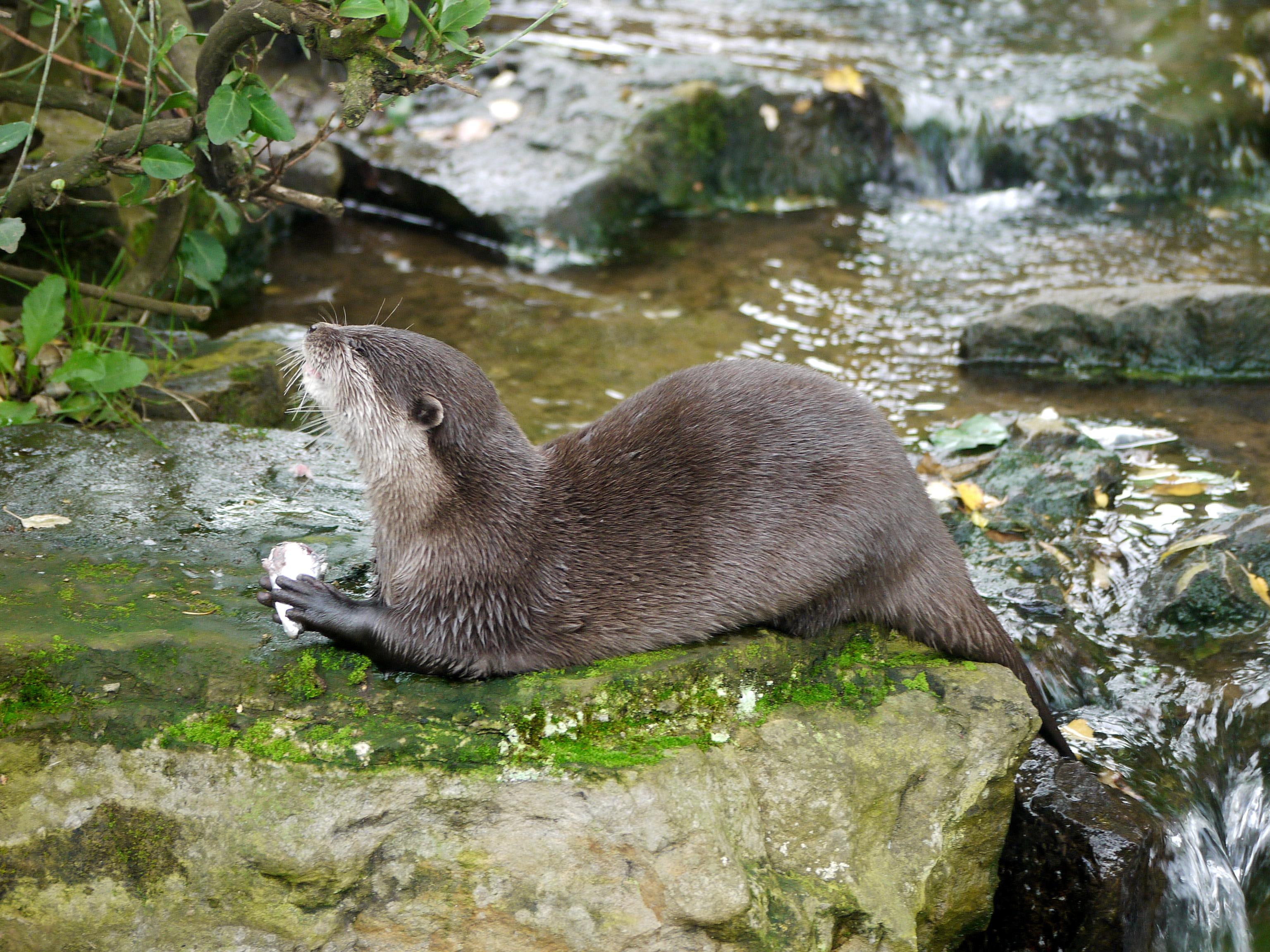 stream, 2K, woburn, otter, meal, fish, HD Wallpaper