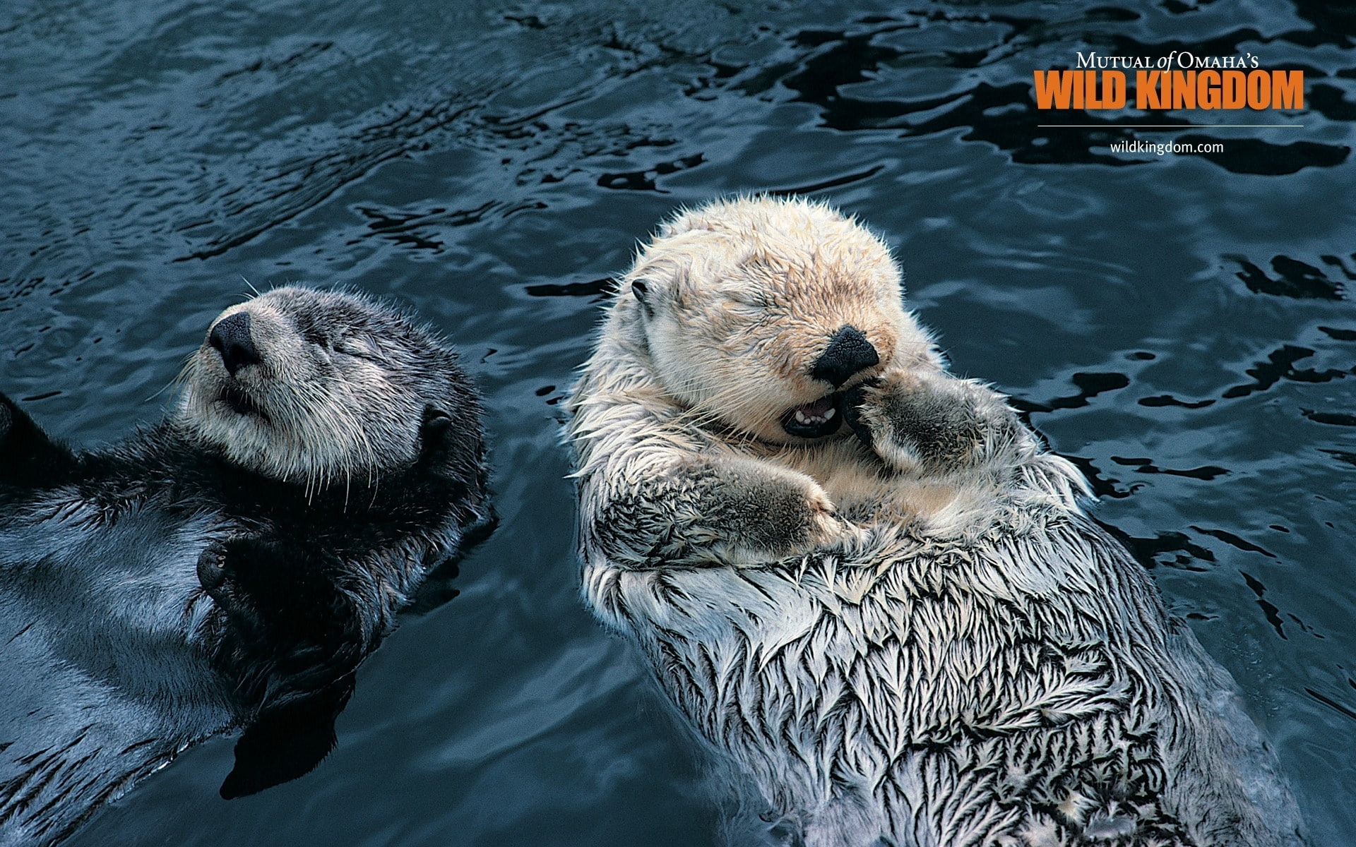 1080P, otter, otters, HD Wallpaper