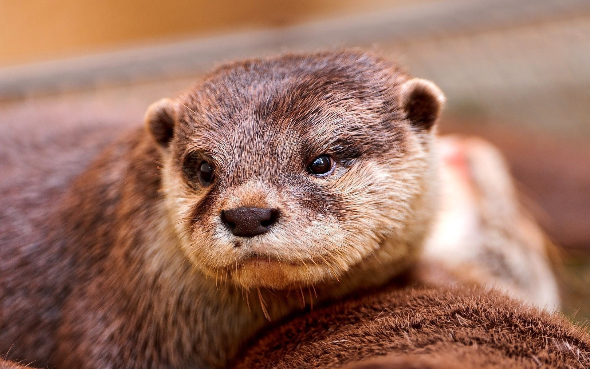 no People, otter, brown, small, whisker, snout, animal themes, mammal, animal Eye, animal head, hair, animal, close-up, animal body part, one Animal, bear, HD Wallpaper