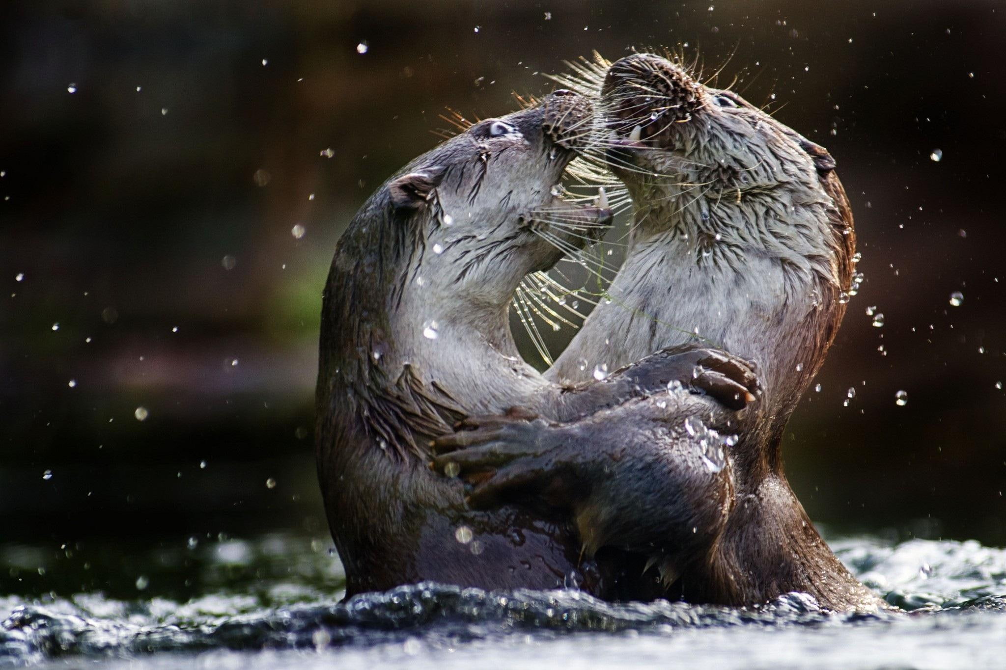1080P, otters, water, animal, animals, HD Wallpaper