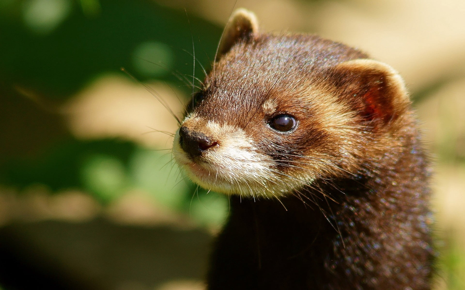 whisker, face, close-up, brown, one Animal, animals And Pets, fur, animal, portrait, animal themes, animals In The Wild, standing, animal body part, 1080P, HD Wallpaper