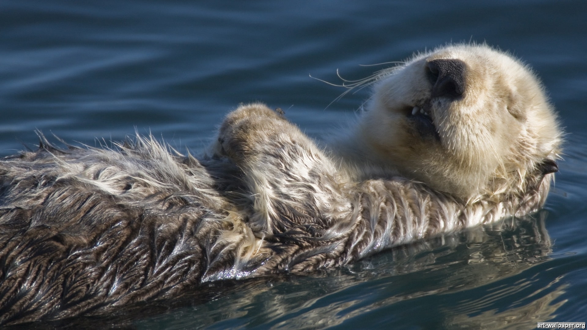 1080P, hd, animals, otter, HD Wallpaper