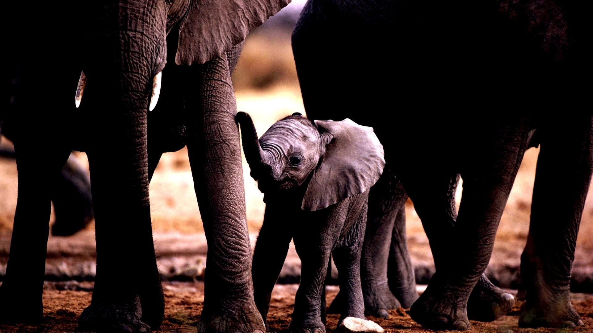 day, african elephant, reserve, domestic animals, animals, animal family, wild, animals in the wild, wildlife, no people, mammal, park, indian elephant, HD Wallpaper
