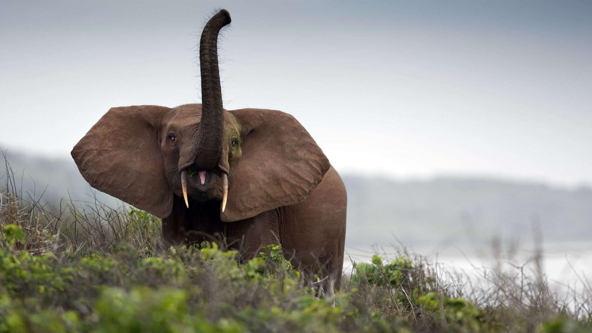 proboscidean, one animal, animal, animal wildlife, animal themes, outdoors, africa, animals in the wild, field, animal head, standing, herbivorous, african elephant, HD Wallpaper