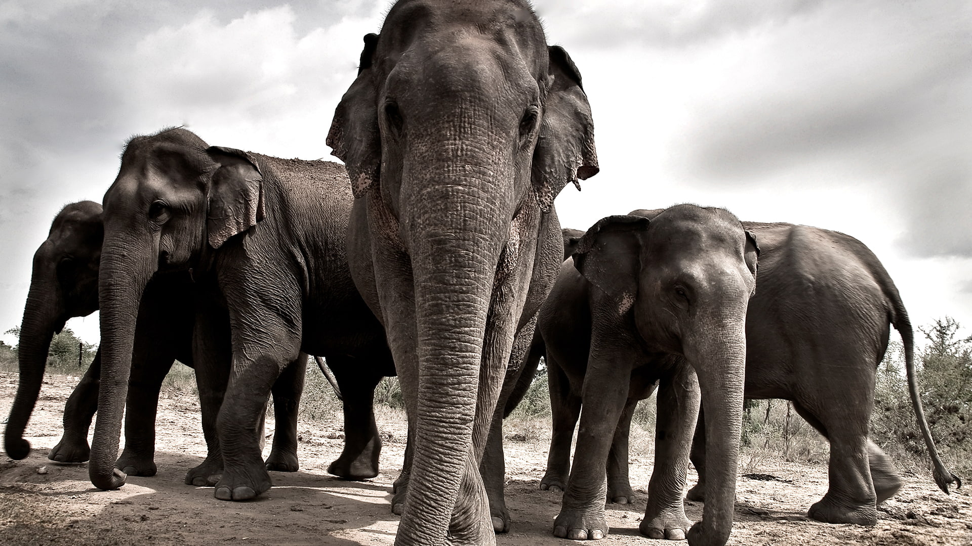 ear, wildlife, tusk, elephant, wild, grey, trunk, tusker, reserve, african, ears, head, 1080P, tusks, endangered, park, ivory, conservation, africa, dangerous, HD Wallpaper