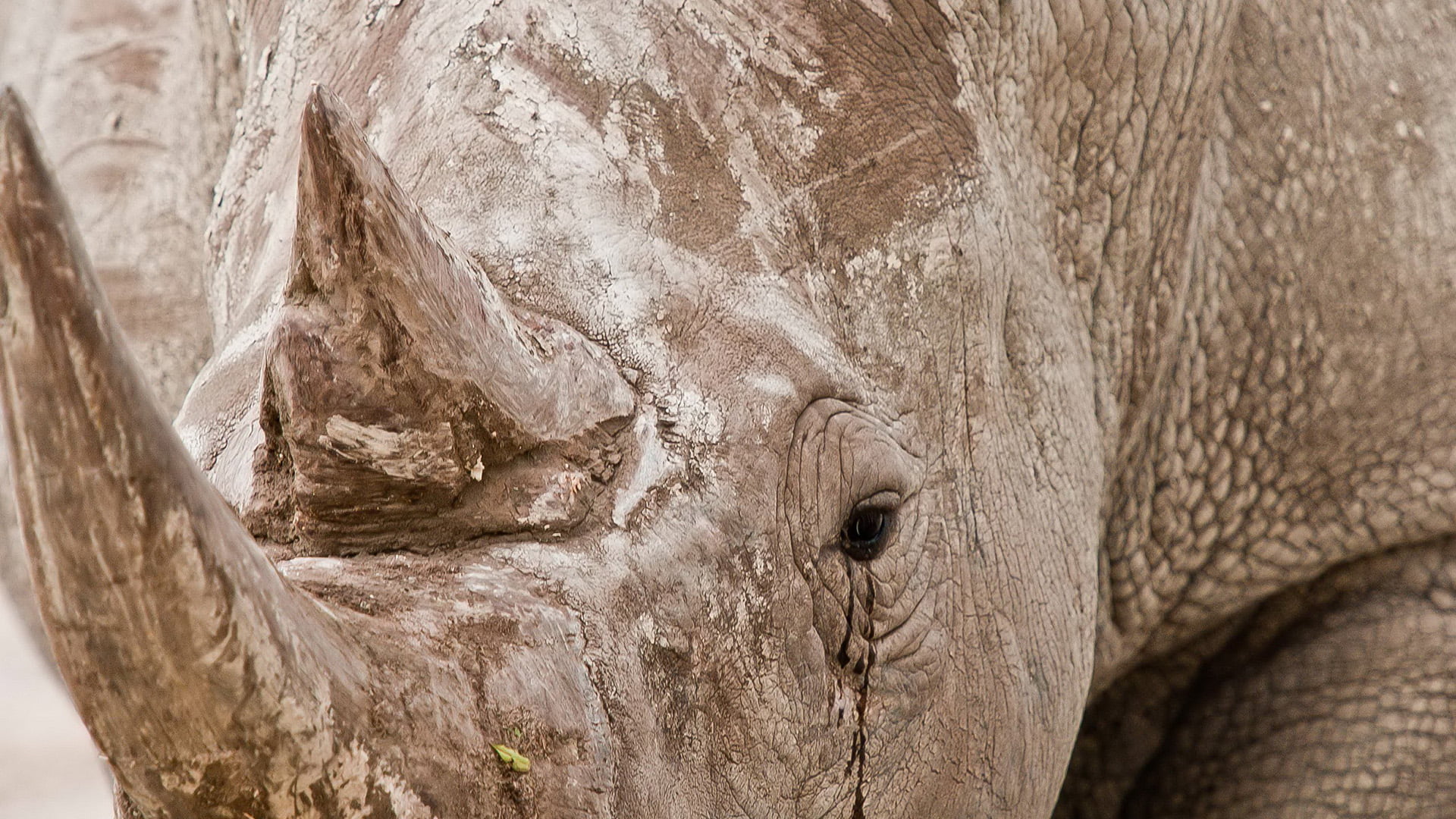hole, african, one animal, animal wildlife, animal skin, mammal, animal head, wildlife, elephant, head, vertebrate, animals in the wild, wild, day, 1080P, HD Wallpaper