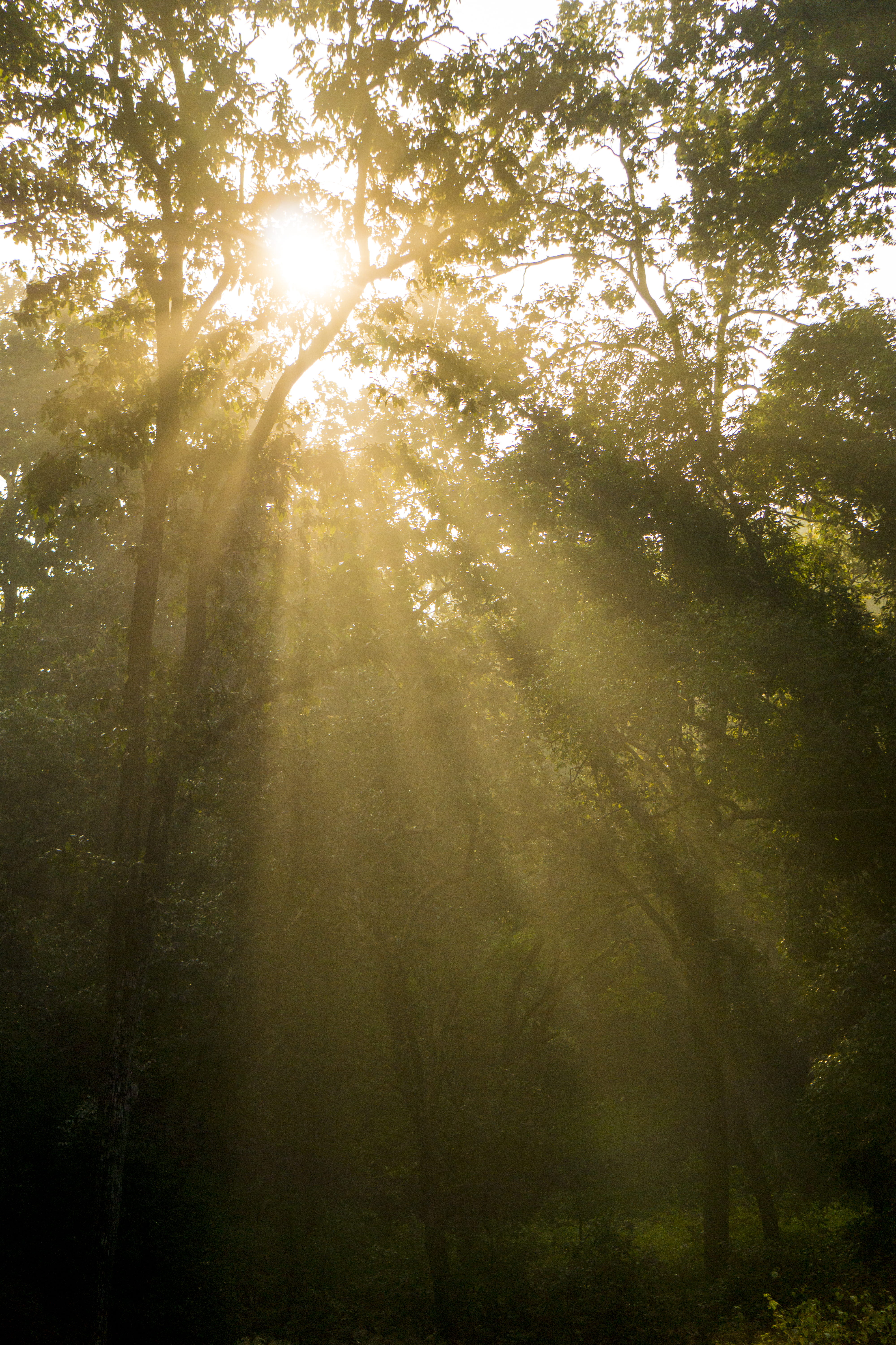 non-urban scene, solar flare, outdoors, jim corbett national park, low angle view, tranquility, no people, sunlight, streaming, ramnagar, rays, bright, Phone HD Wallpaper