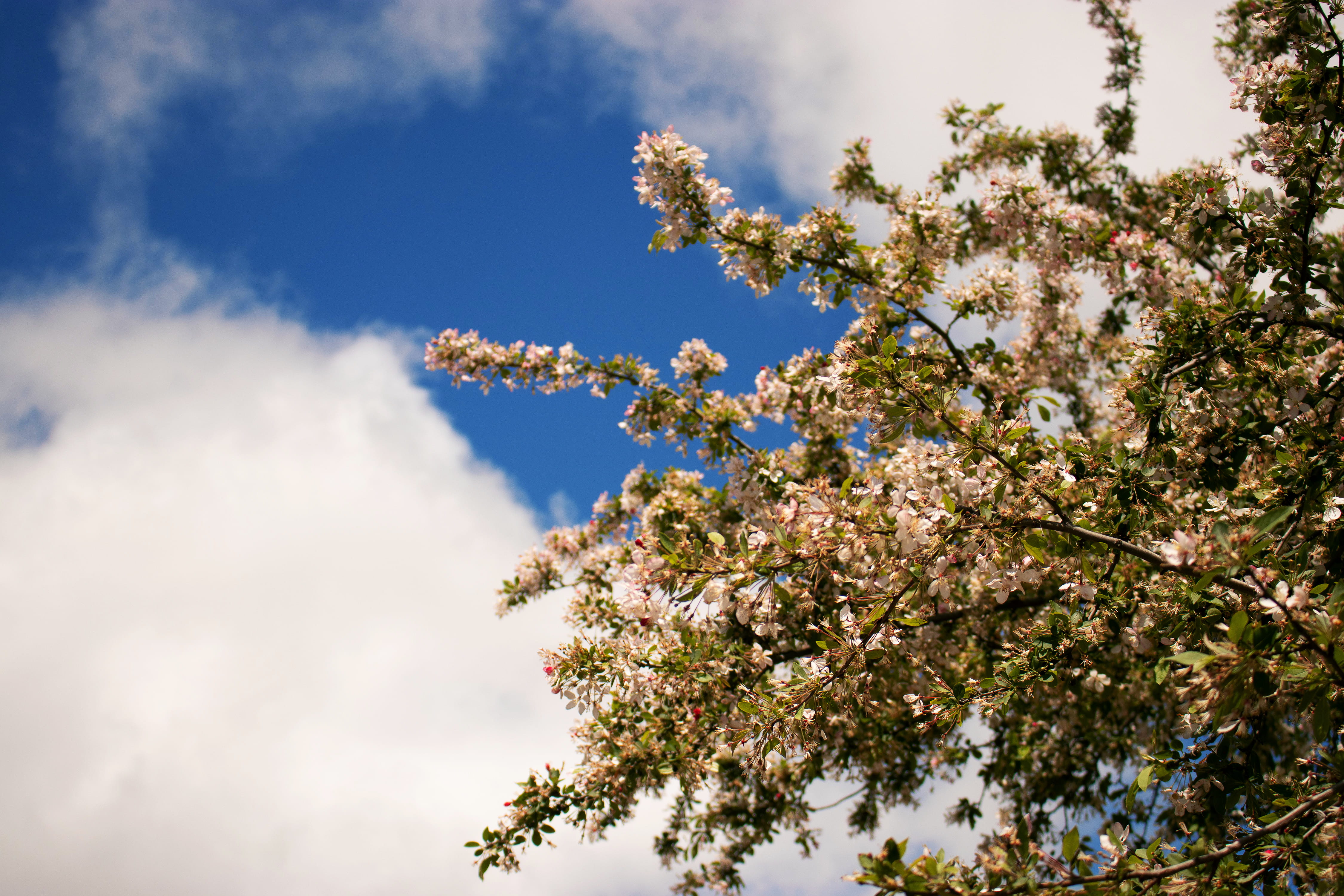 springtime, low angle view, flower, beauty in nature, branch, outdoors, corbett gardens, nature, day, spring, blossom, cherry blossom, cloud - sky, sky, HD Wallpaper