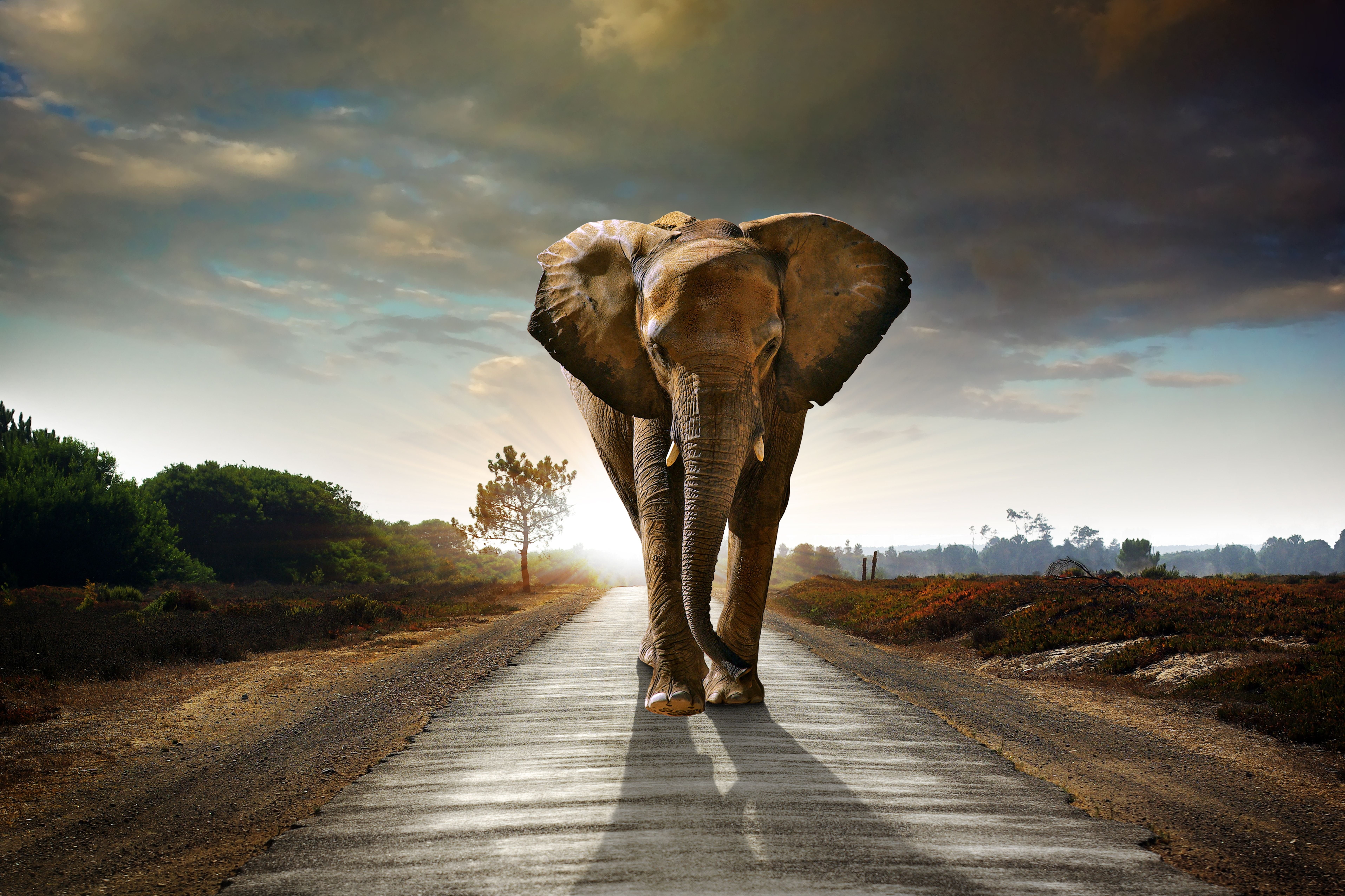 the way forward, 5K, hd, 8k, walking, 4k, animal wildlife, animals, elephant, digital composite, tree, animals in the wild, animal trunk, nature, outdoors, HD Wallpaper