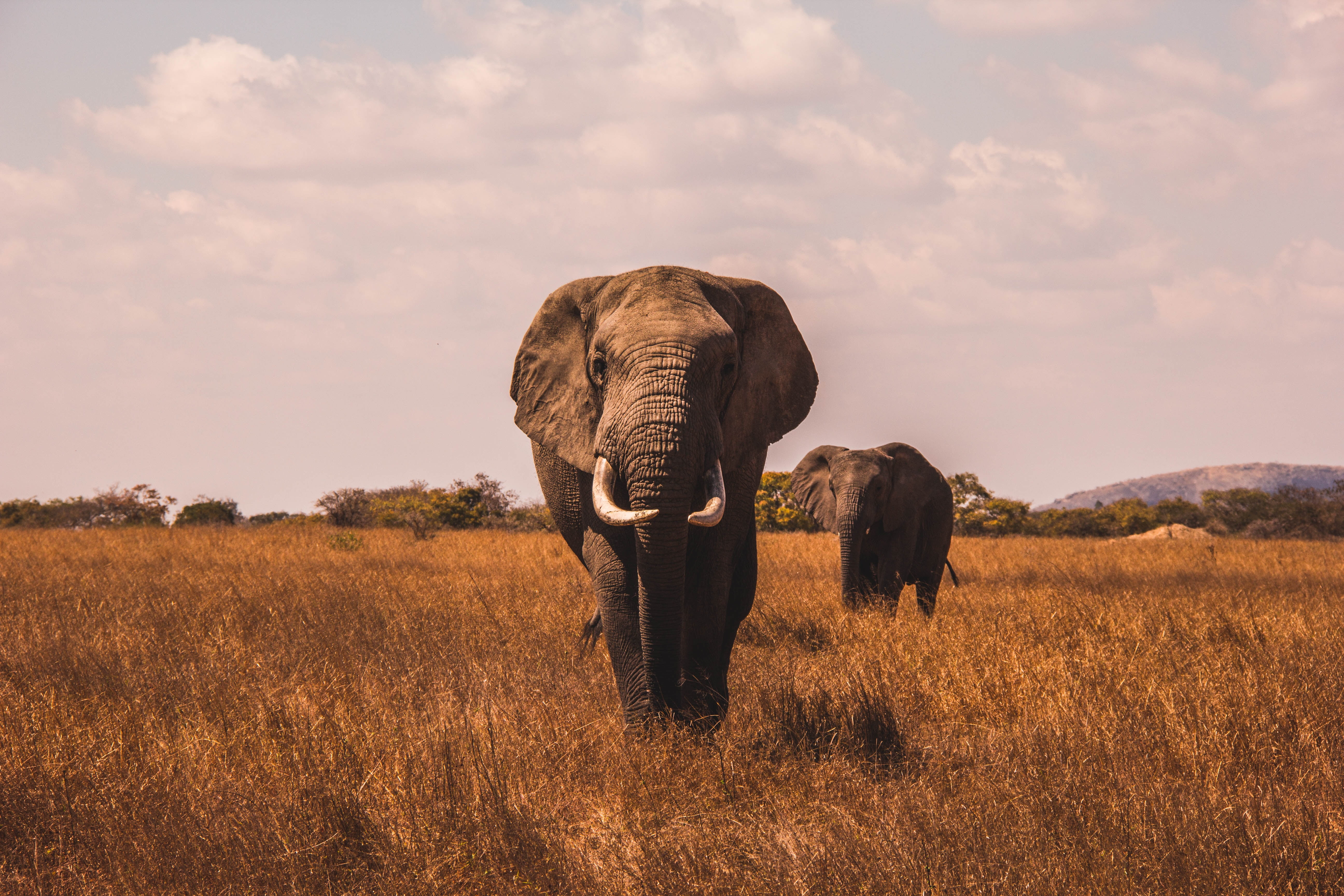 landscape, animal wildlife, animal trunk, animal family, land, walk, animal themes, group of animals, herbivorous, beauty in nature, sky, field, nature, HD Wallpaper