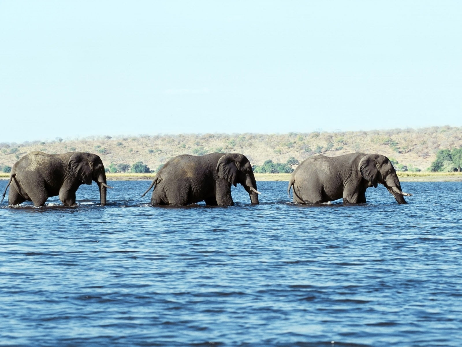 three, blue, animal family, sky, wilderness Area, day, large, nature, animal Trunk, africa, animal wildlife, safari Animals, young Animal, wildlife Reserve, HD Wallpaper