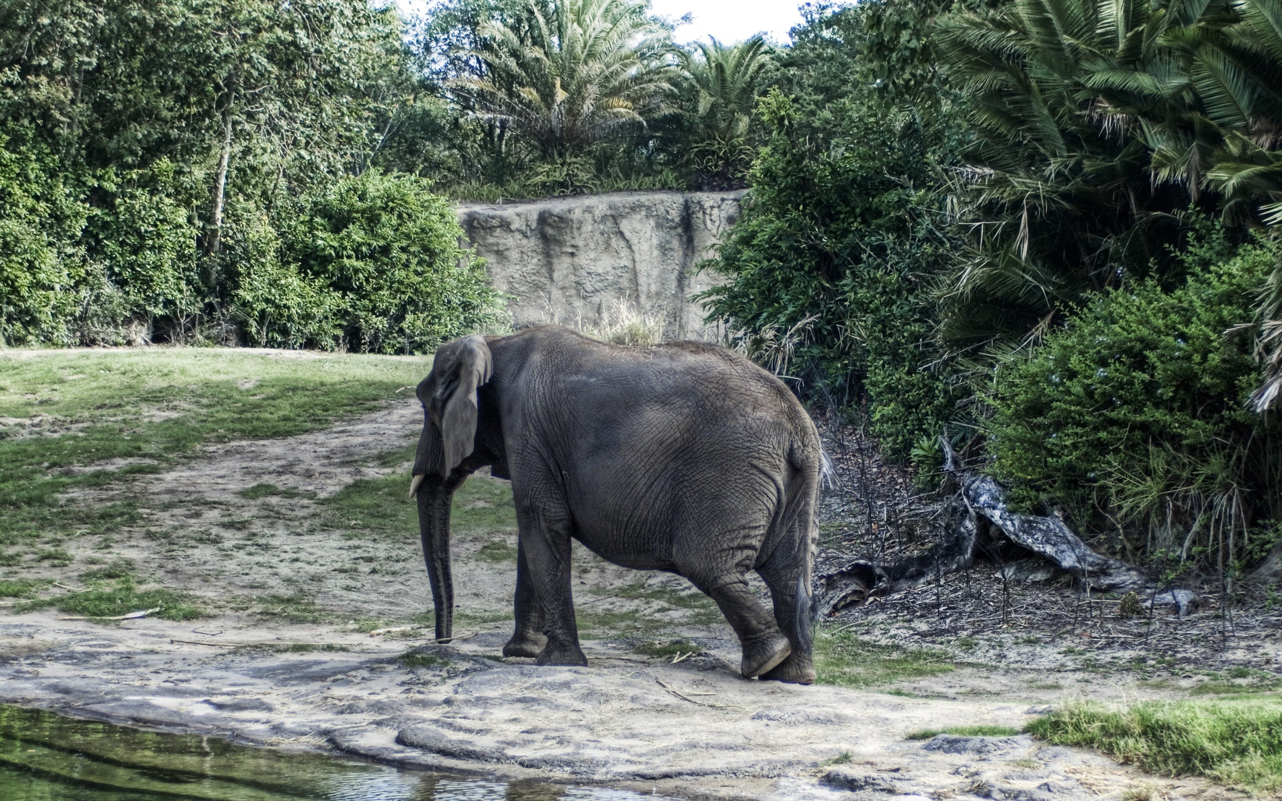 animal, zoo, safari Animals, africa, safari, animal Trunk, 2K, outdoors, animal themes, animal wildlife, african Elephant, wildlife, elephant, growth, HD Wallpaper