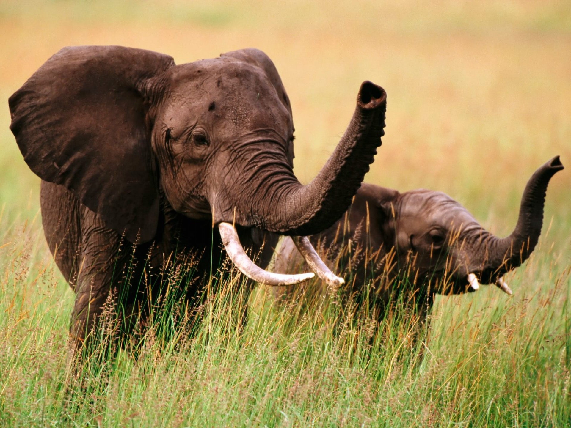 animal themes, 1080P, young Animal, national Park, herbivorous, animal Trunk, wildlife, wilderness Area, vertebrate, large, day, endangered Species, field, HD Wallpaper