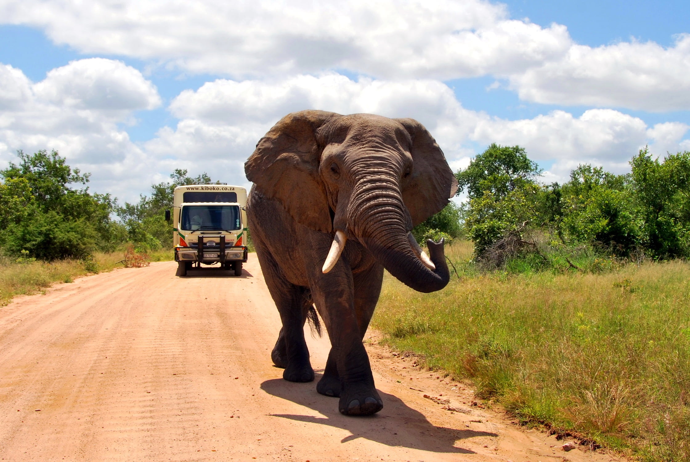 safari, wildlife, land vehicle, herbivorous, tree, national Park, mammal, africa, one animal, travel, mode of transportation, land, large, summer, brown, HD Wallpaper
