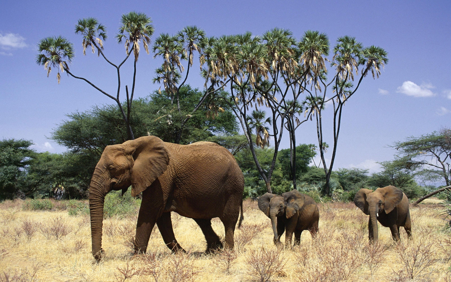 grass, elephants, family, walk, 1080P, trees, HD Wallpaper