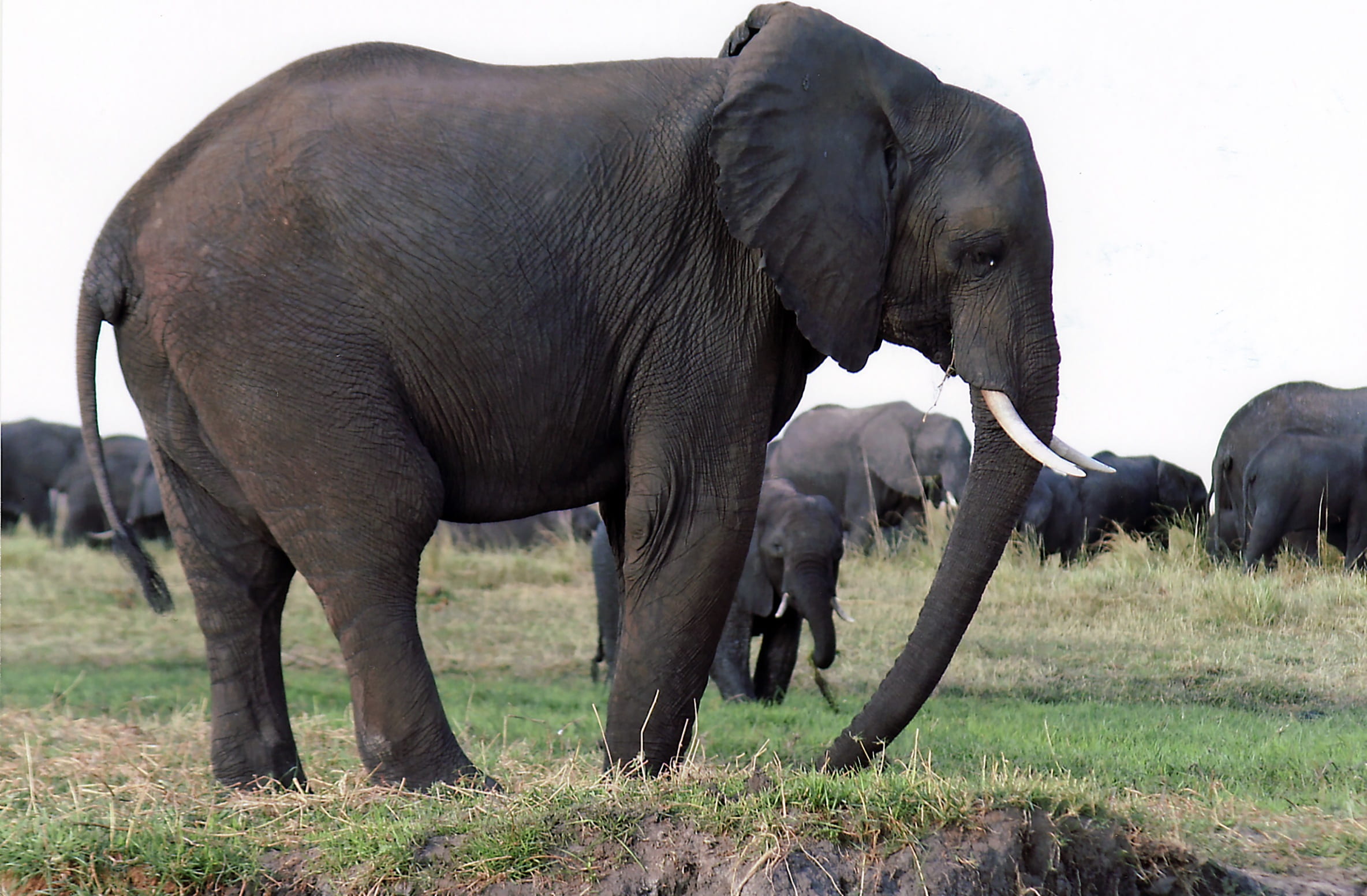no people, vulnerable species, elephant, nature, landscape, natural, animal family, desert, animal trunk, two animals, animal, wildlife, travel, grass, HD Wallpaper