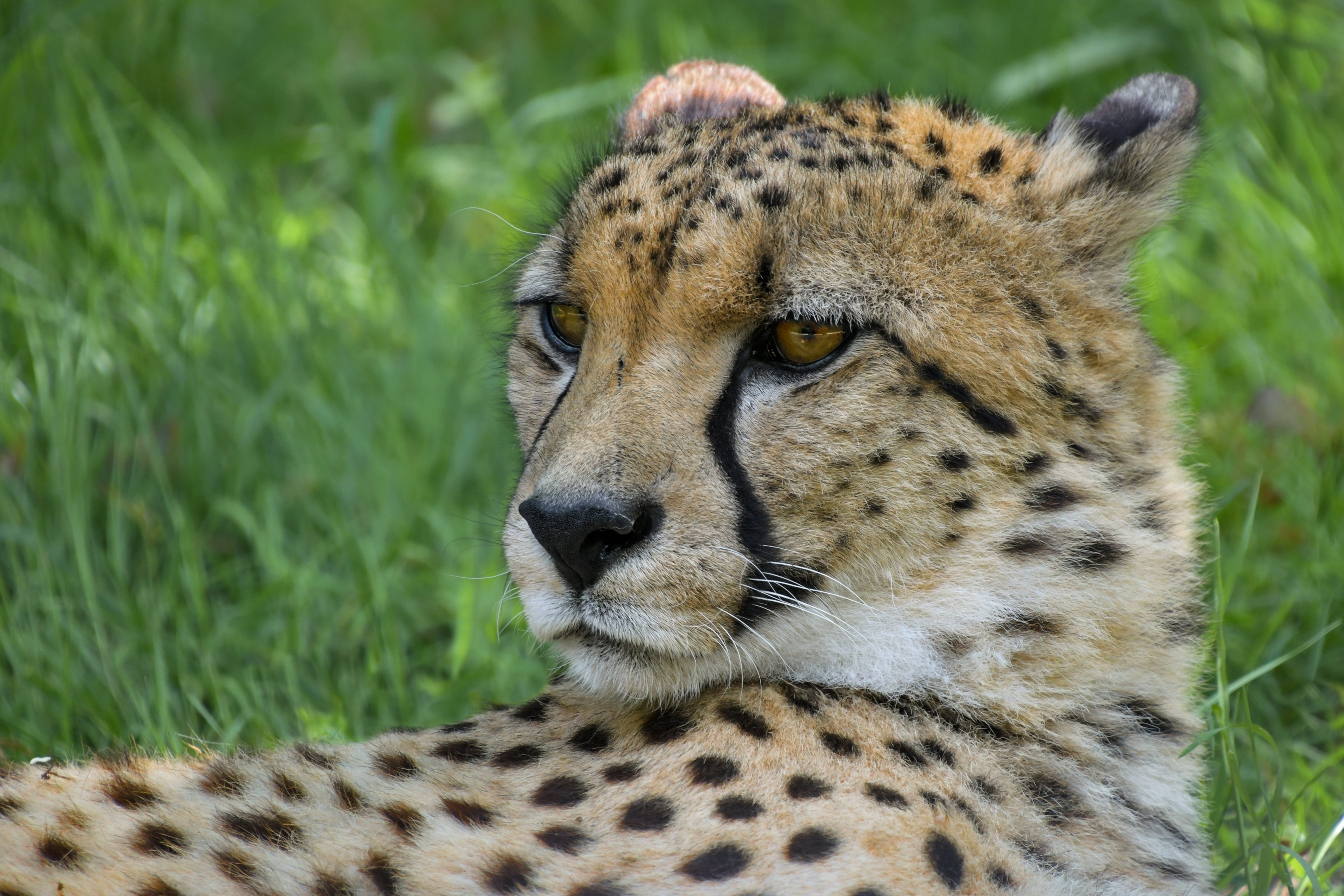 whisker, carnivorous, safari, vulnerable species, head, relaxation, one animal, 5K, no people, plant, outdoors, feline, nature, lying, spotted, carnivora, HD Wallpaper