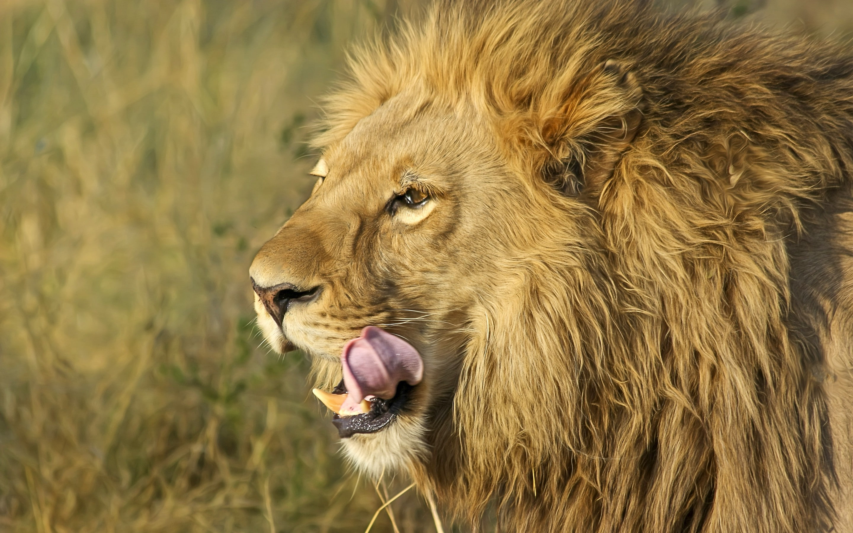 lion - feline, focus on foreground, vertebrate, carnivora, no people, close-up, animals in the wild, mouth, animal wildlife, animal, cat, feline, aggression, HD Wallpaper