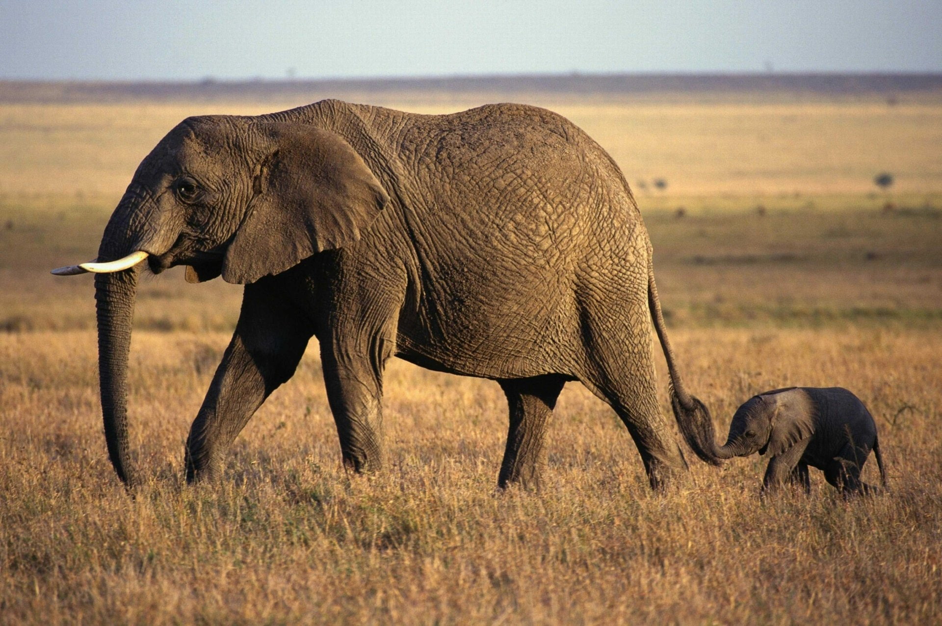 environment, animal themes, plant, prairie, group of animals, Elephant, vulnerable species, safari, 1080P, side view, animal family, day, grass, african elephant, HD Wallpaper