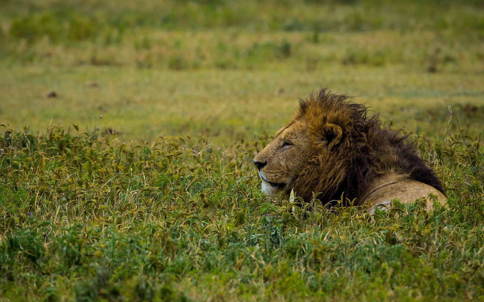 mammal, 1080P, outdoors, nature, vulnerable species, no people, cat, lion - feline, grass, animals in the wild, relaxation, Lion, animal, day, safari, HD Wallpaper