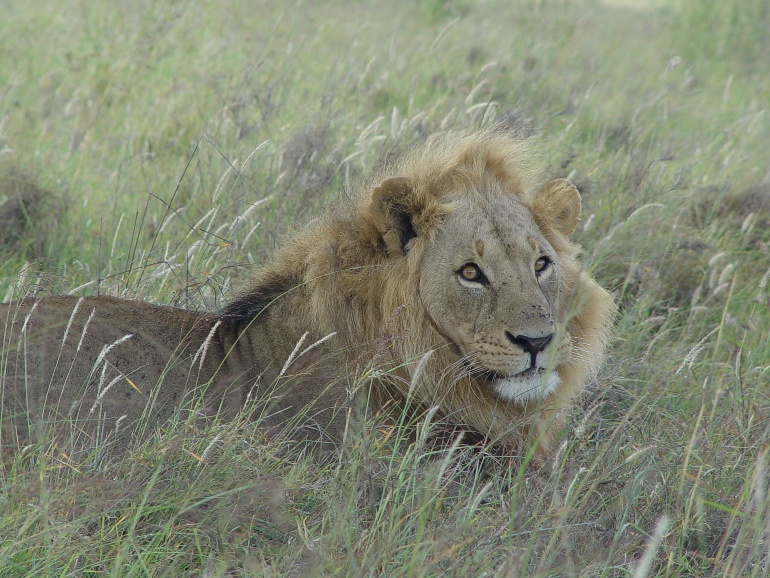 big cat, day, vertebrate, feline, animal wildlife, vulnerable species, grass, safari, carnivore, cat, 2K, carnivora, lioness, no people, lion - feline, HD Wallpaper