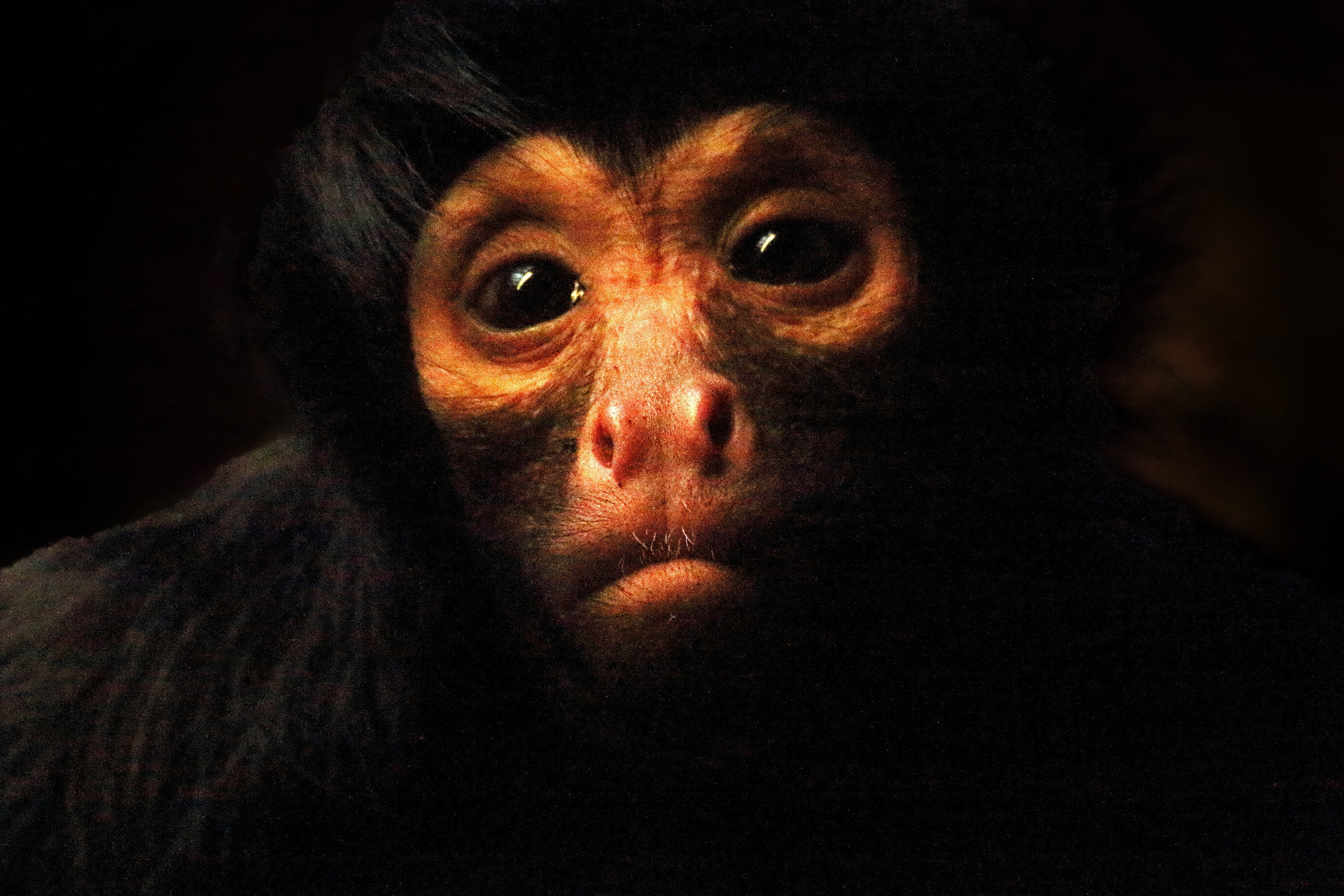 animal body part, Monkey, Mammal, animal themes, animal eye, 5K, spooky, animal head, no people, animals in the wild, night, black background, animal world, HD Wallpaper