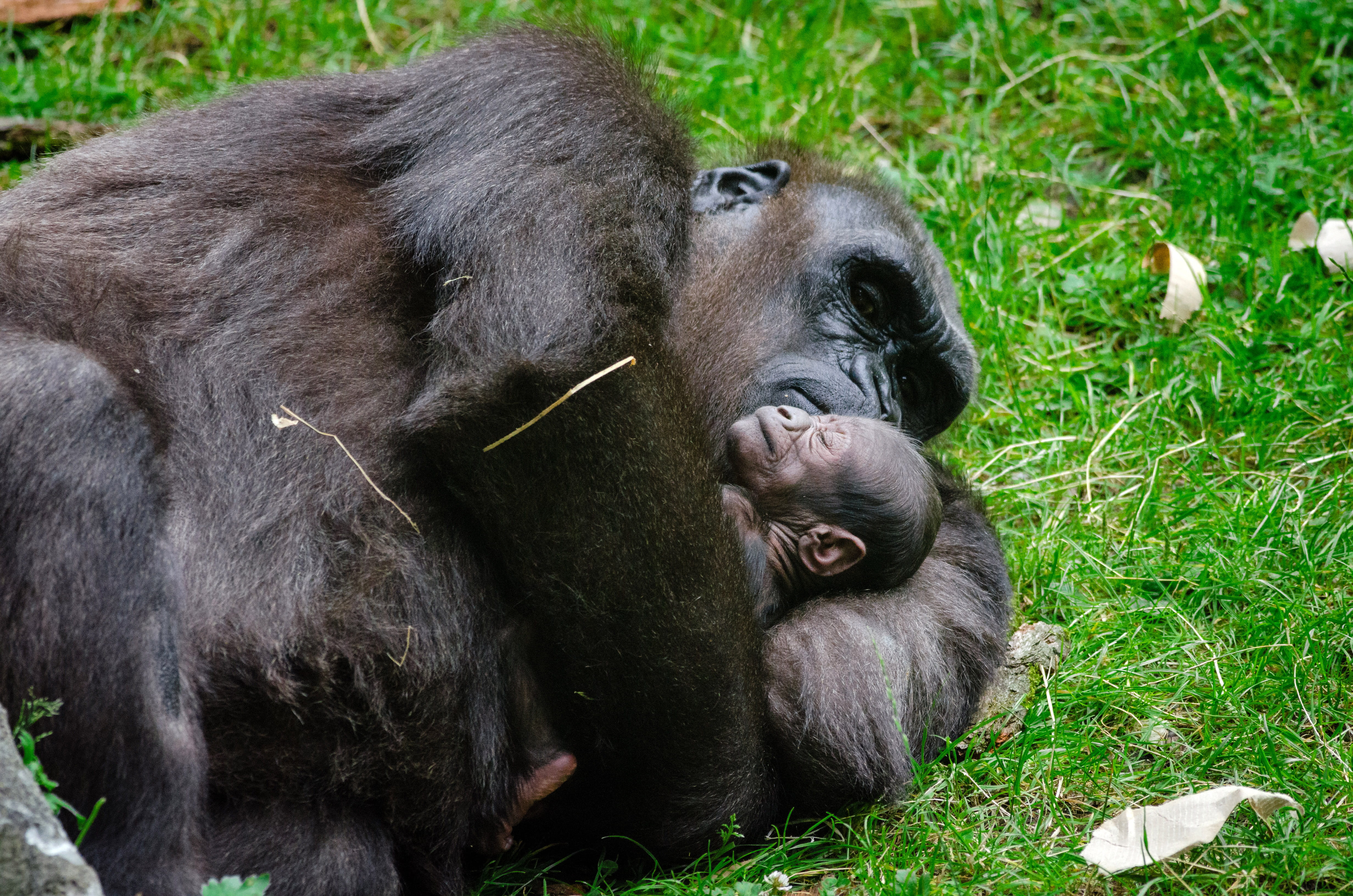 animal wildlife, ape, primate, 4K, plant, animals In The Wild, vertebrate, group of animals, two animals, public domain, wildlife, land, animal family, HD Wallpaper