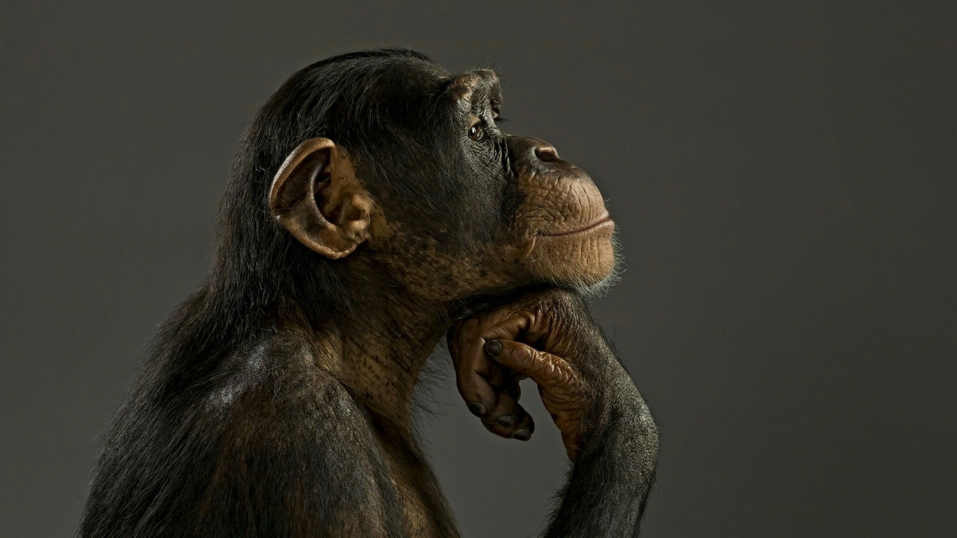 close-up, one animal, animal wildlife, chimpanzee, baboon, monkey, 1080P, animal, vertebrate, animal head, animals in captivity, contemplation, wildlife, HD Wallpaper
