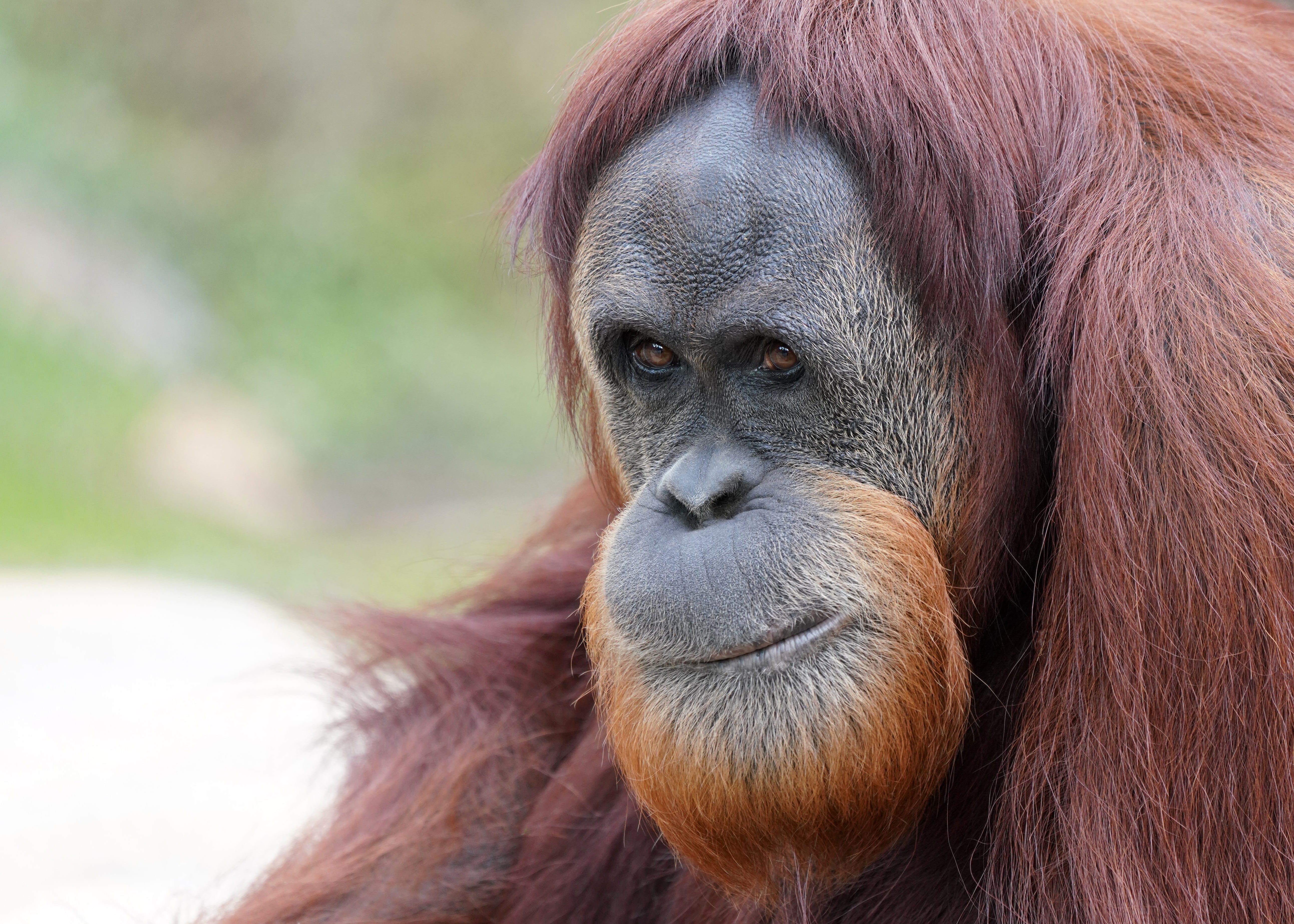 hair, one animal, focus on foreground, contemplation, sumatran, orangutan, endangered, brown, 5K, jungle, pongo, focus, sumatra, animals in the wild, orange, HD Wallpaper