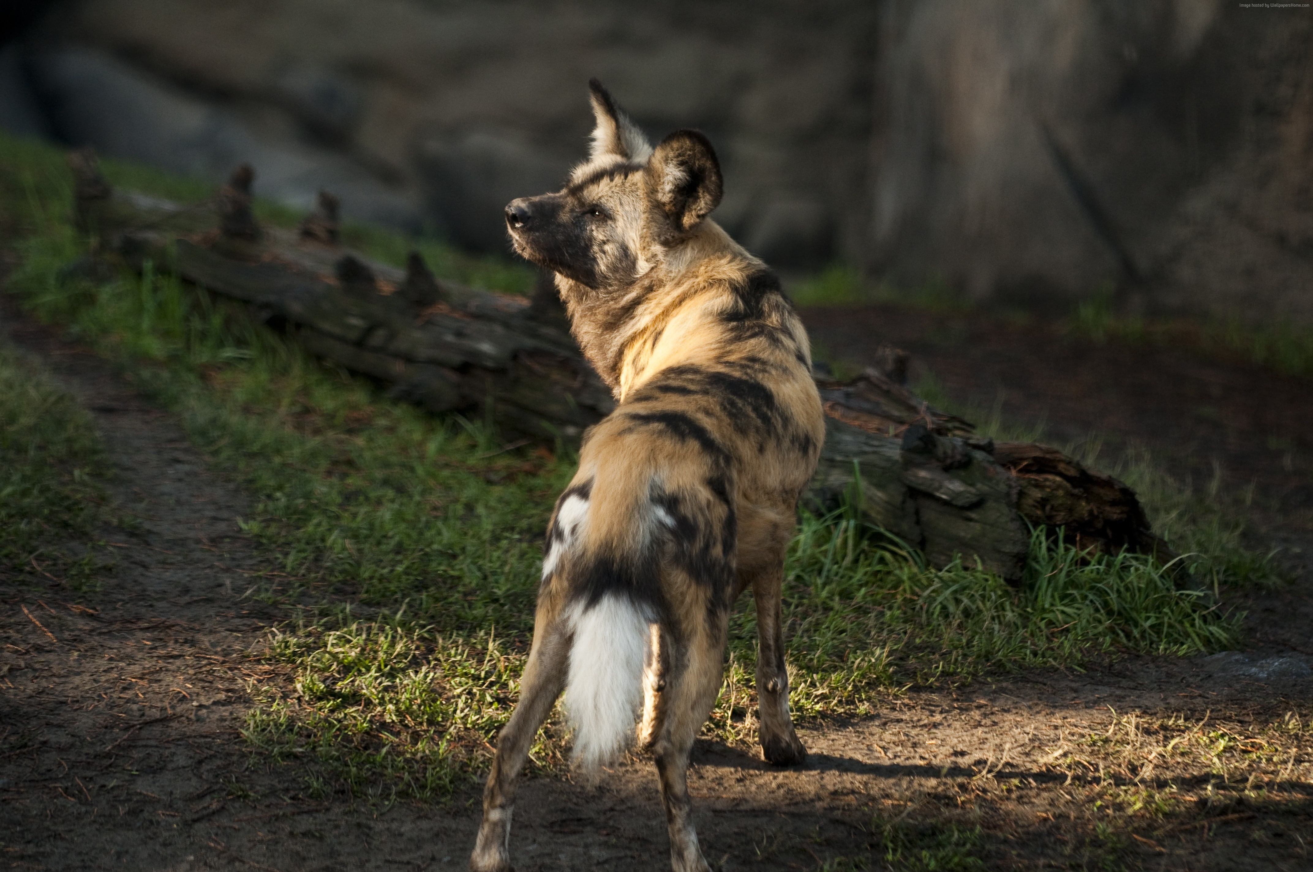 fur, green grass, wild, 4K, sun, predator, Wild dog, African wild dog, sunny day, HD Wallpaper