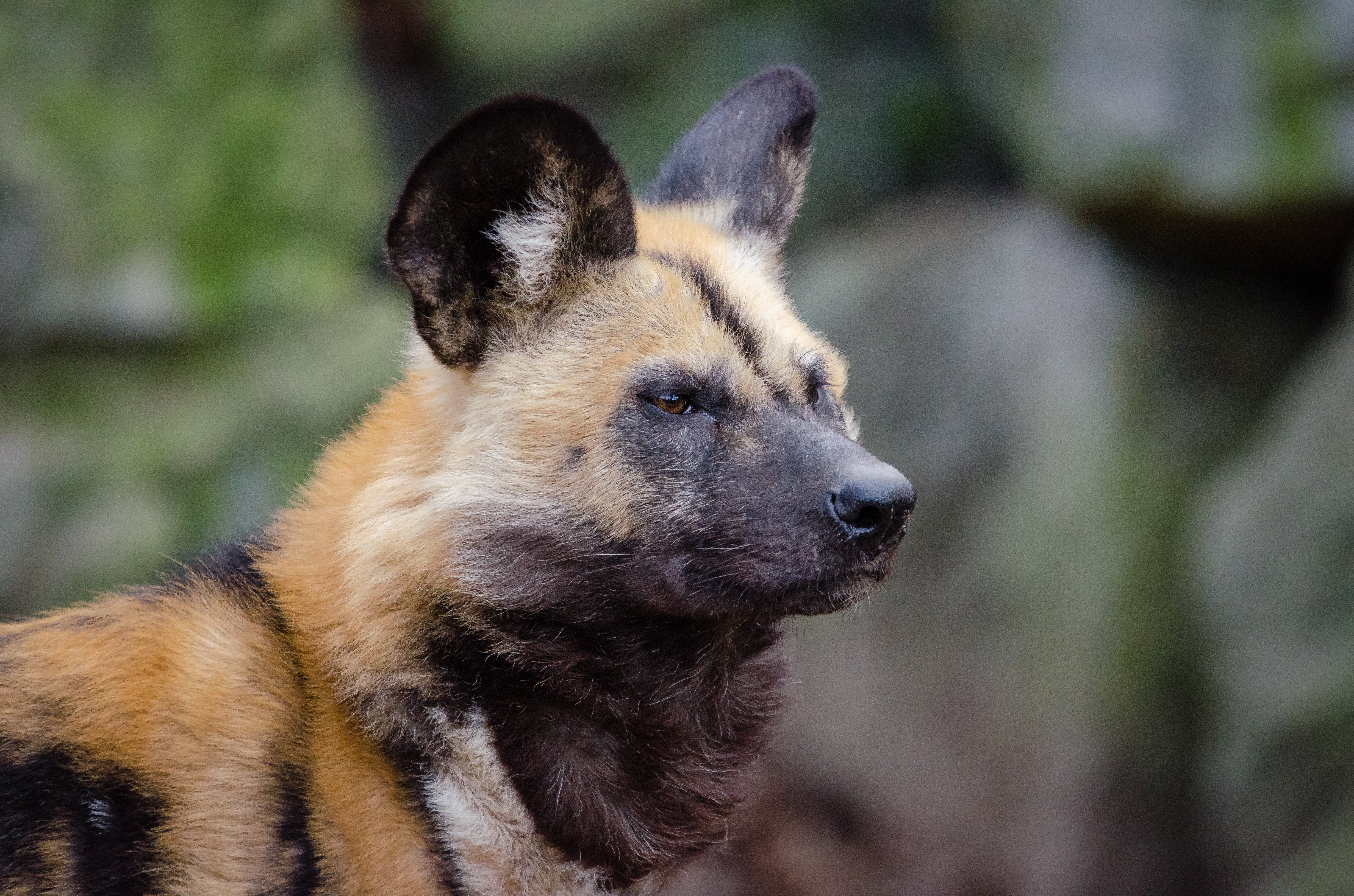 nature, black, 4K, african wild dog, no people, outdoors, mammal, muzzle, side view, animals in the wild, brown, portrait, snout, day, predator, animal body part, HD Wallpaper