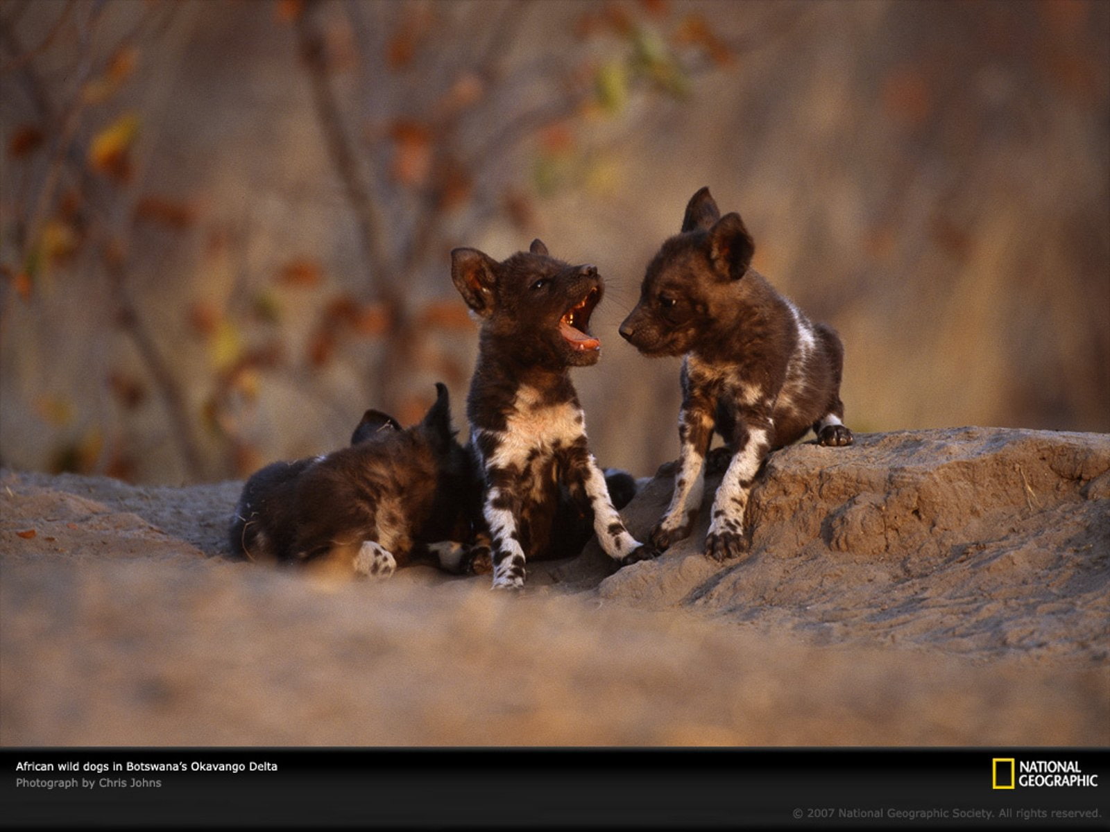 720P, animals, african, wild, africa, national, geographic, dogs, HD Wallpaper