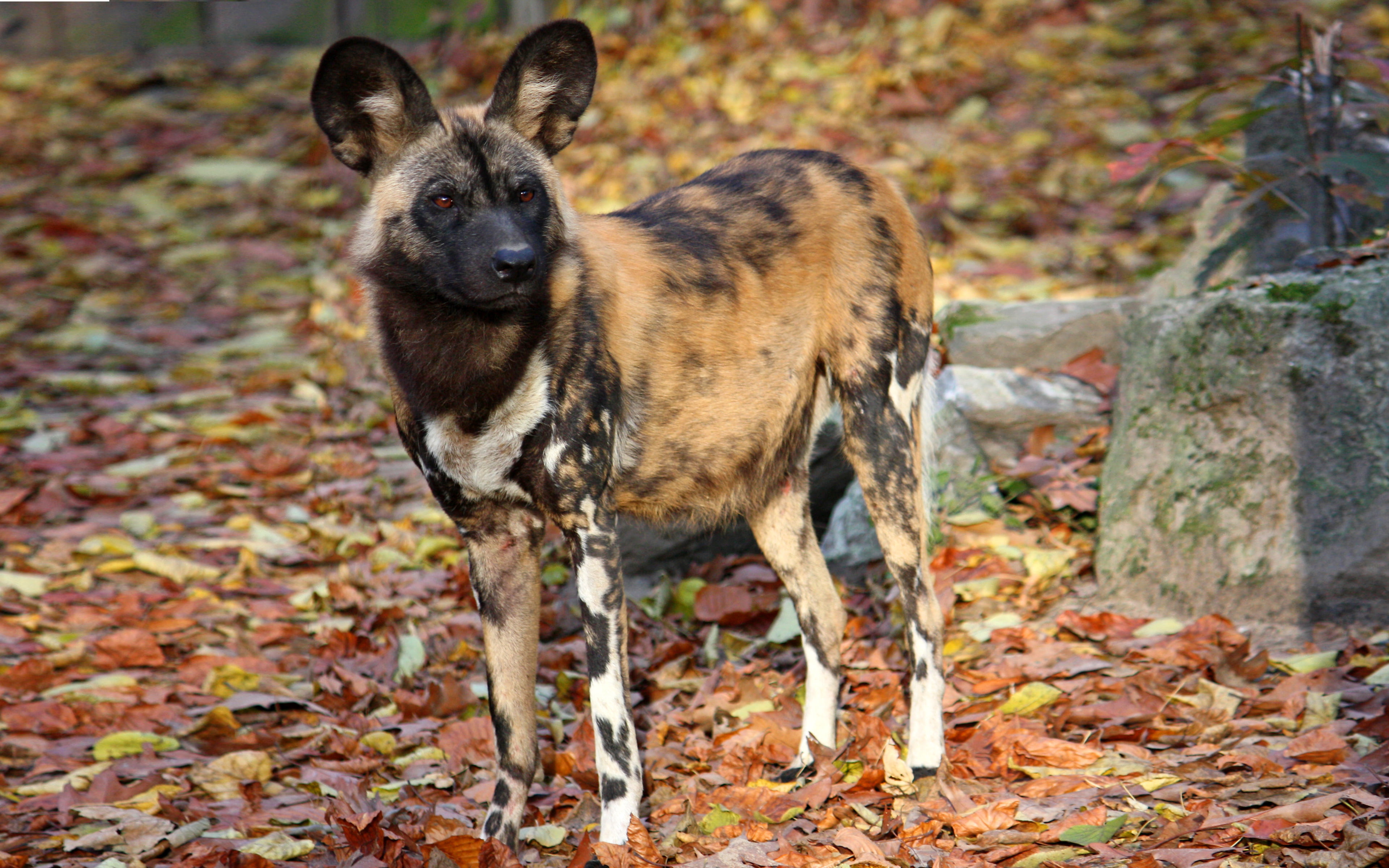 dog, outdoors, day, domestic animals, portrait, found, animal, nature, forested, dogs, mammal, plant part, one animal, pictus, african, canine, colorful, HD Wallpaper