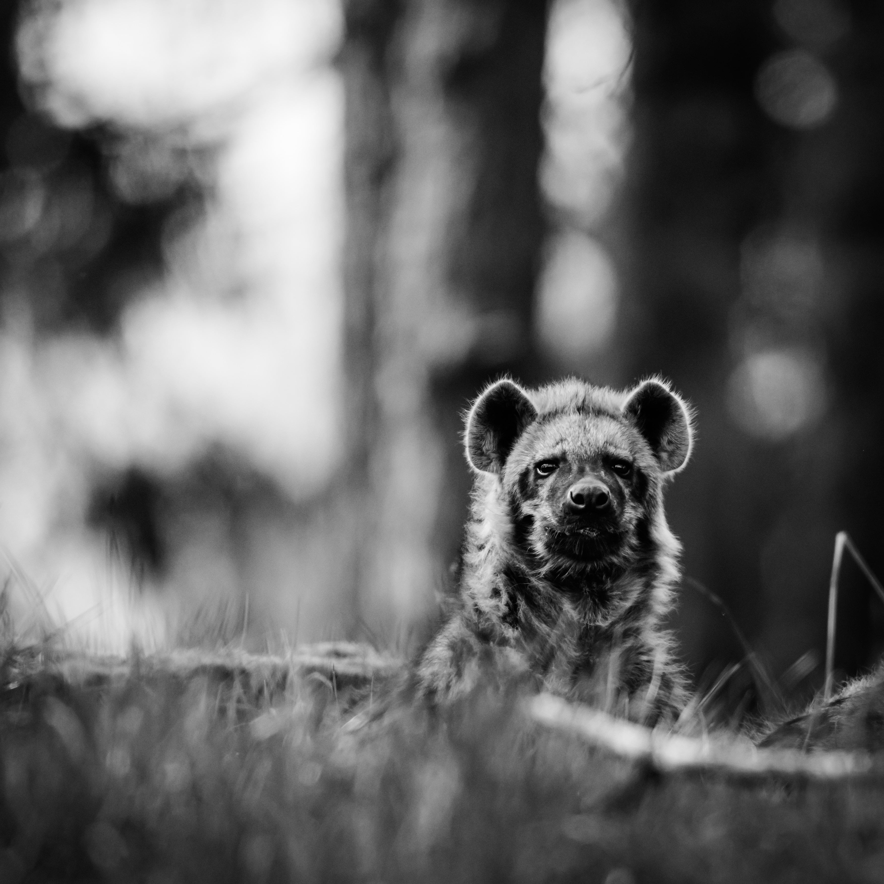 looking at camera, photo, land, portrait, wildlife, animal body part, curiosity, bw, grayscale, plant, nature, african wild dog, 2K, selective focus, animals in the wild, Phone HD Wallpaper