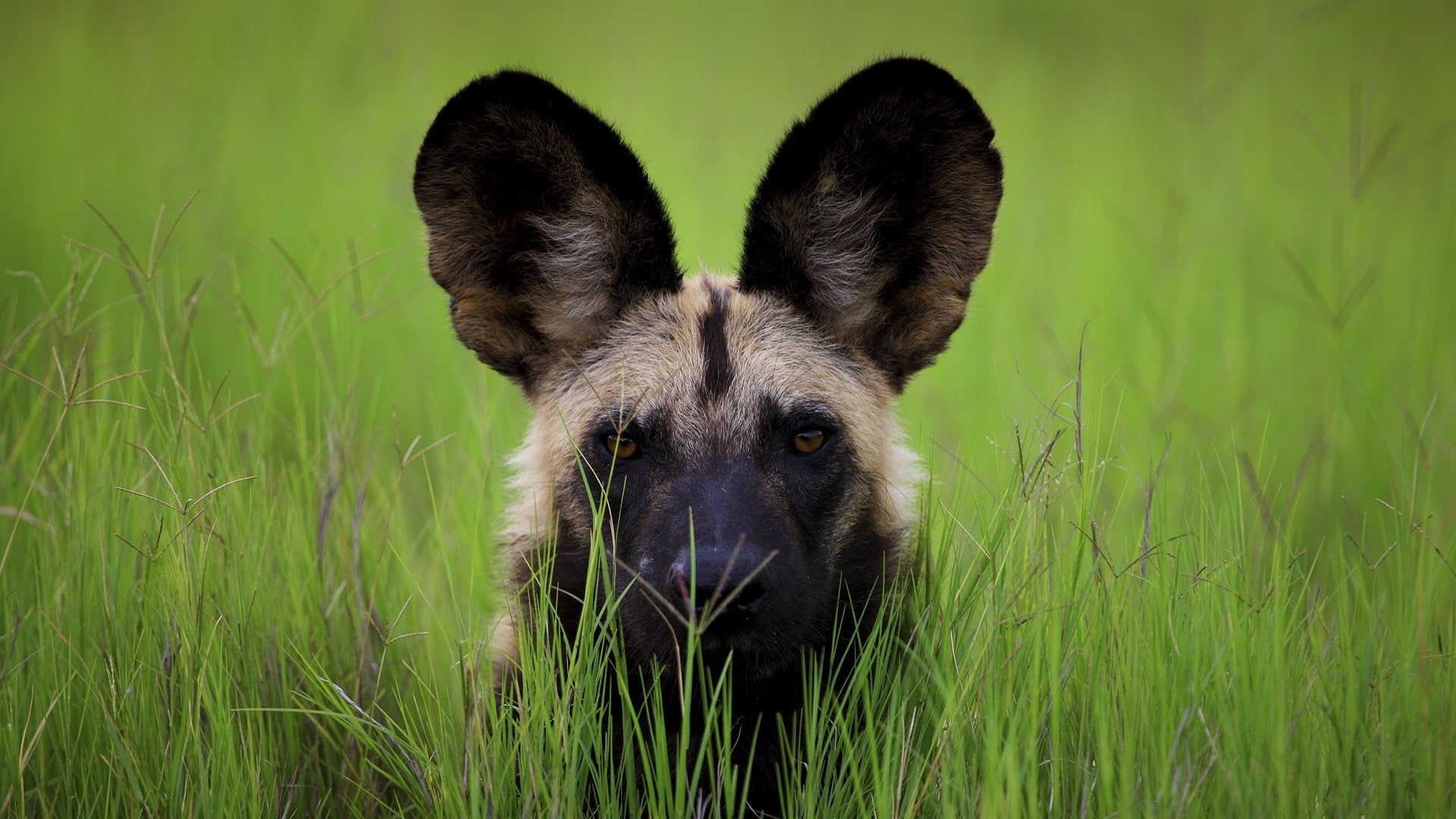 Wildlife, African wild dog, Africa, Animal, Wild Dog, 1080P, HD Wallpaper