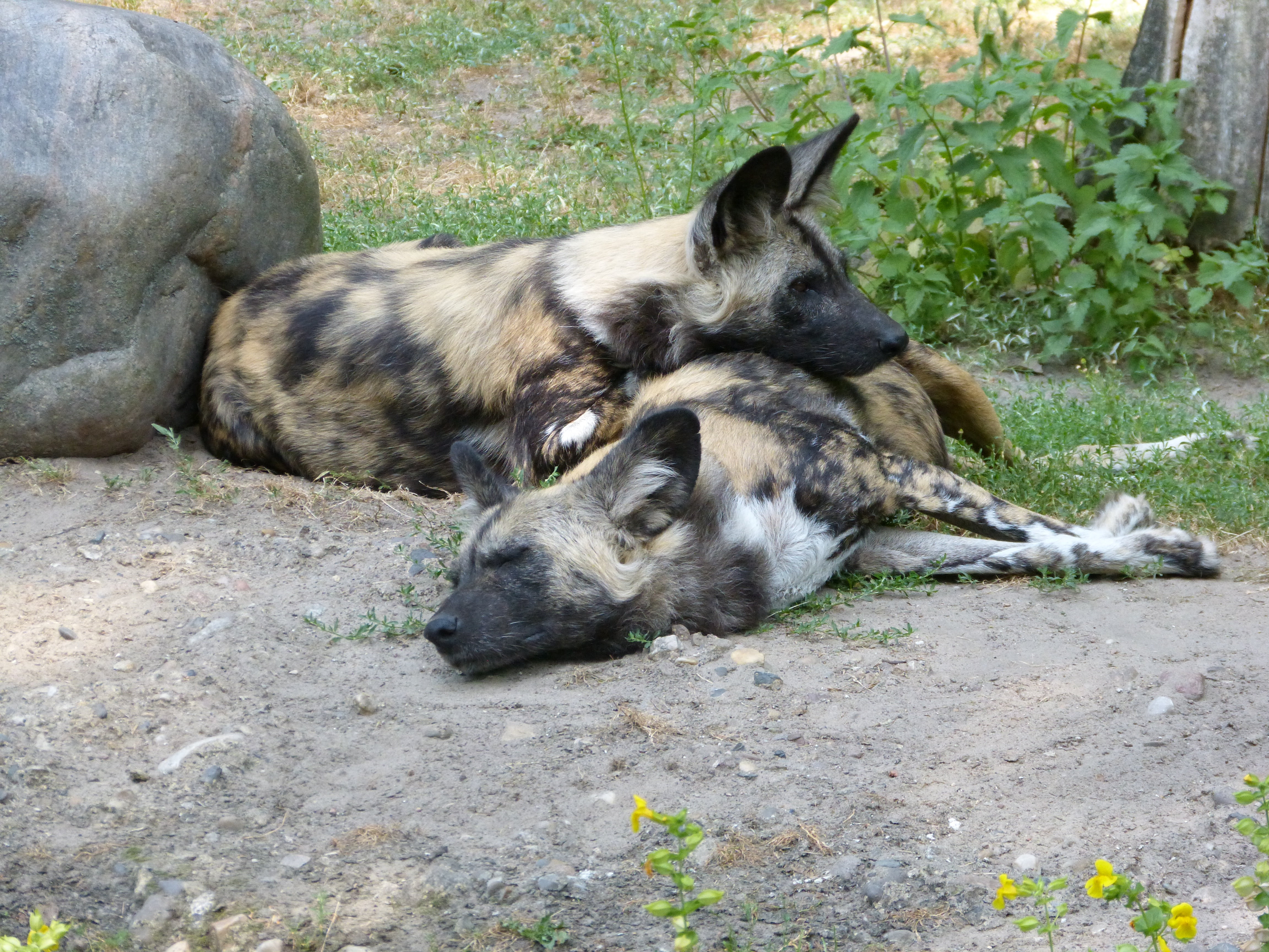 ground, relaxation, zoo, lying, resting, african wild dogs, no people, day, pets, dogs, field, two animals, animal themes, animal family, wild, animals, HD Wallpaper