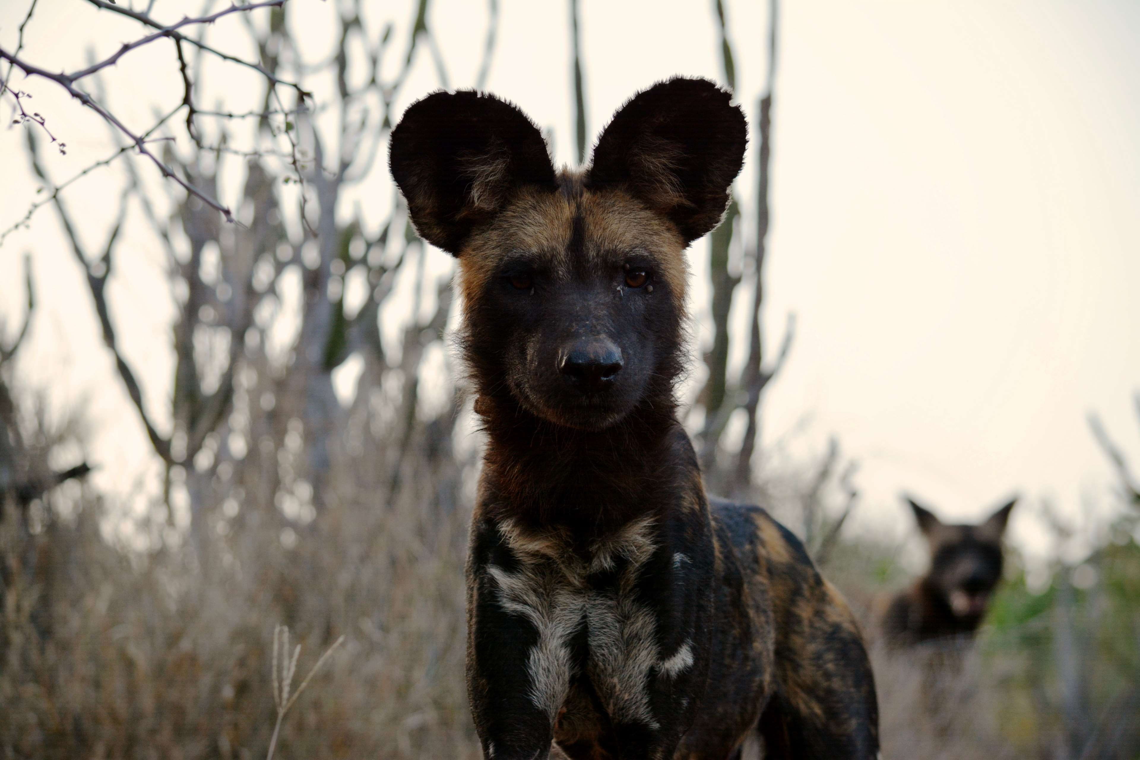 vertebrate, herbivorous, animal wildlife, animal, dog, wild animal, wildlife, mammal, african wild dog, 4K, animals in the wild, wild, canine, land, looking at camera, HD Wallpaper