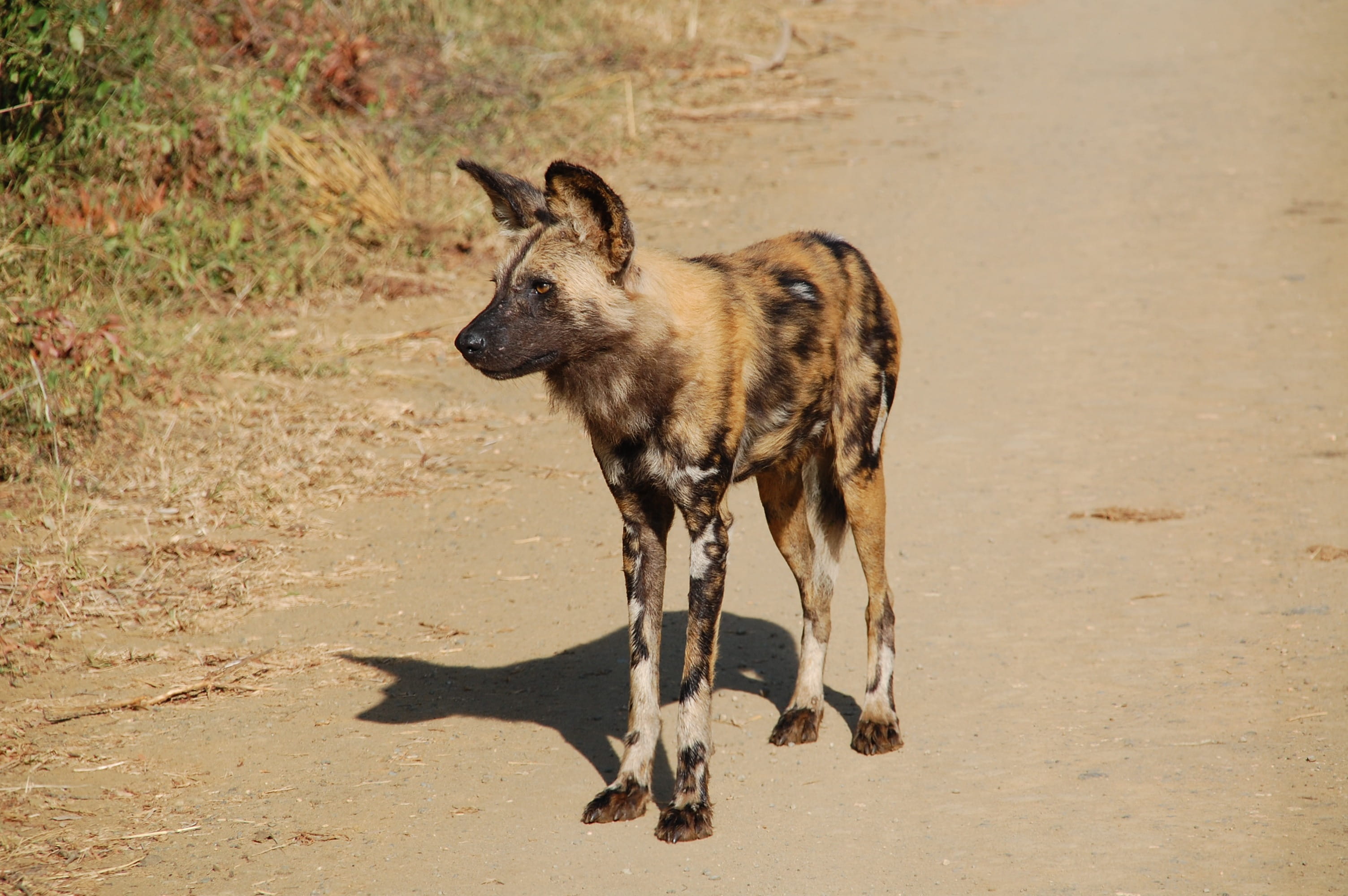 social, day, animal themes, wild dog, standing, sunlight, dog, vertebrate, one animal, animals, focus on foreground, 2K, closeup, africa, animal wildlife, HD Wallpaper