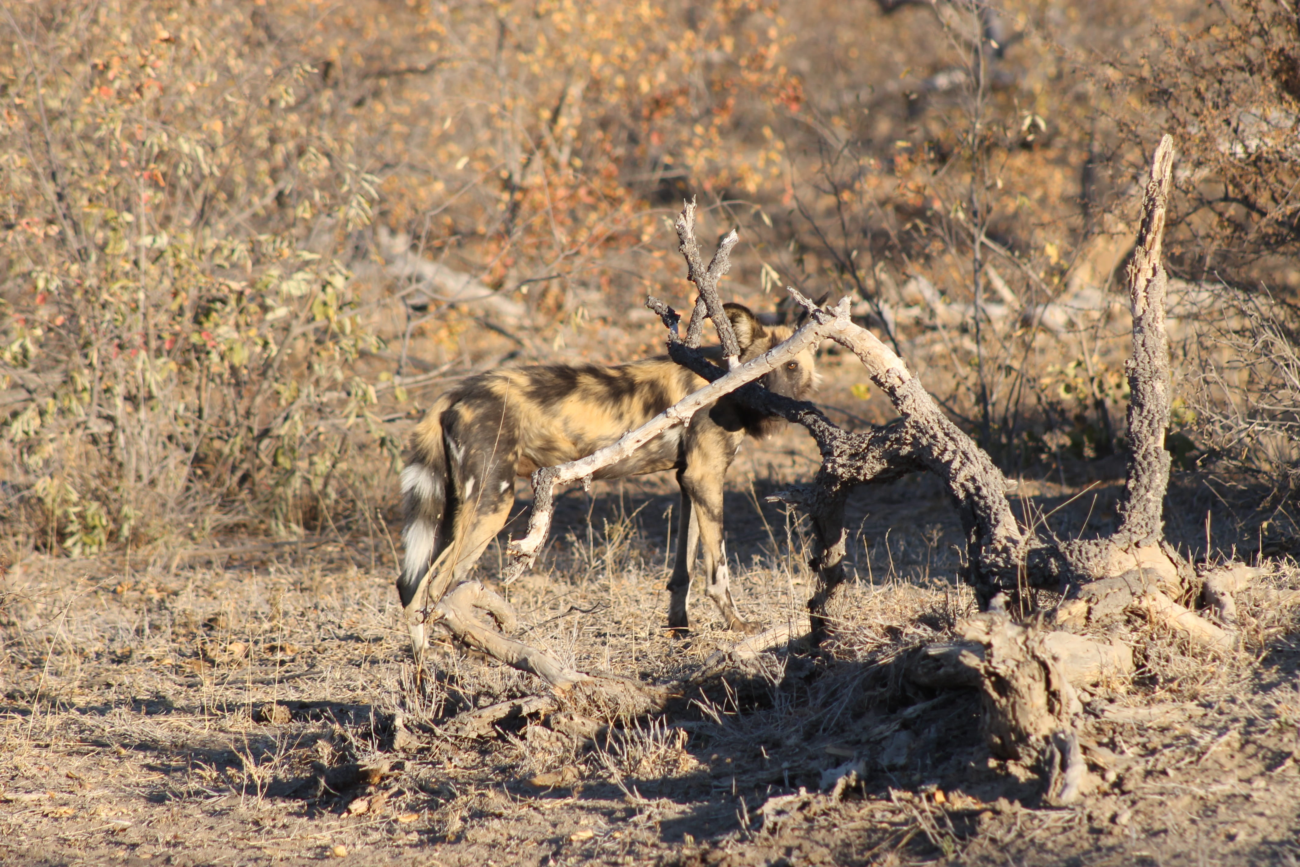 arid climate, 4K, sunlight, no people, nature, day, two animals, mammal, african wild dog, vertebrate, animal wildlife, field, fighting, group of animals, HD Wallpaper