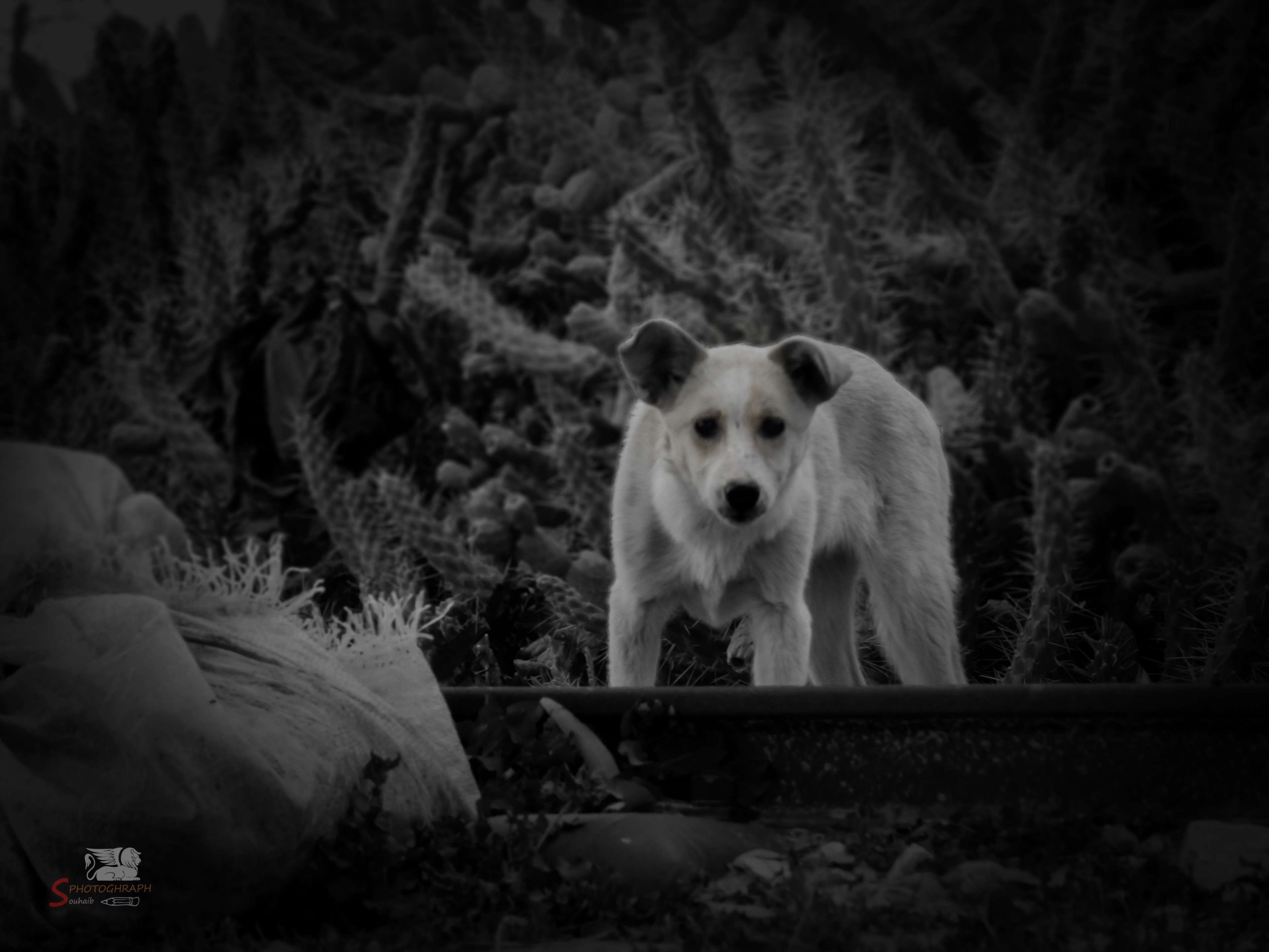animals in the wild, nature, vertebrate, outdoors, sad animal, one animal, rock, mammal, no people, black and white, canine, dog, rock - object, african wild dog, HD Wallpaper